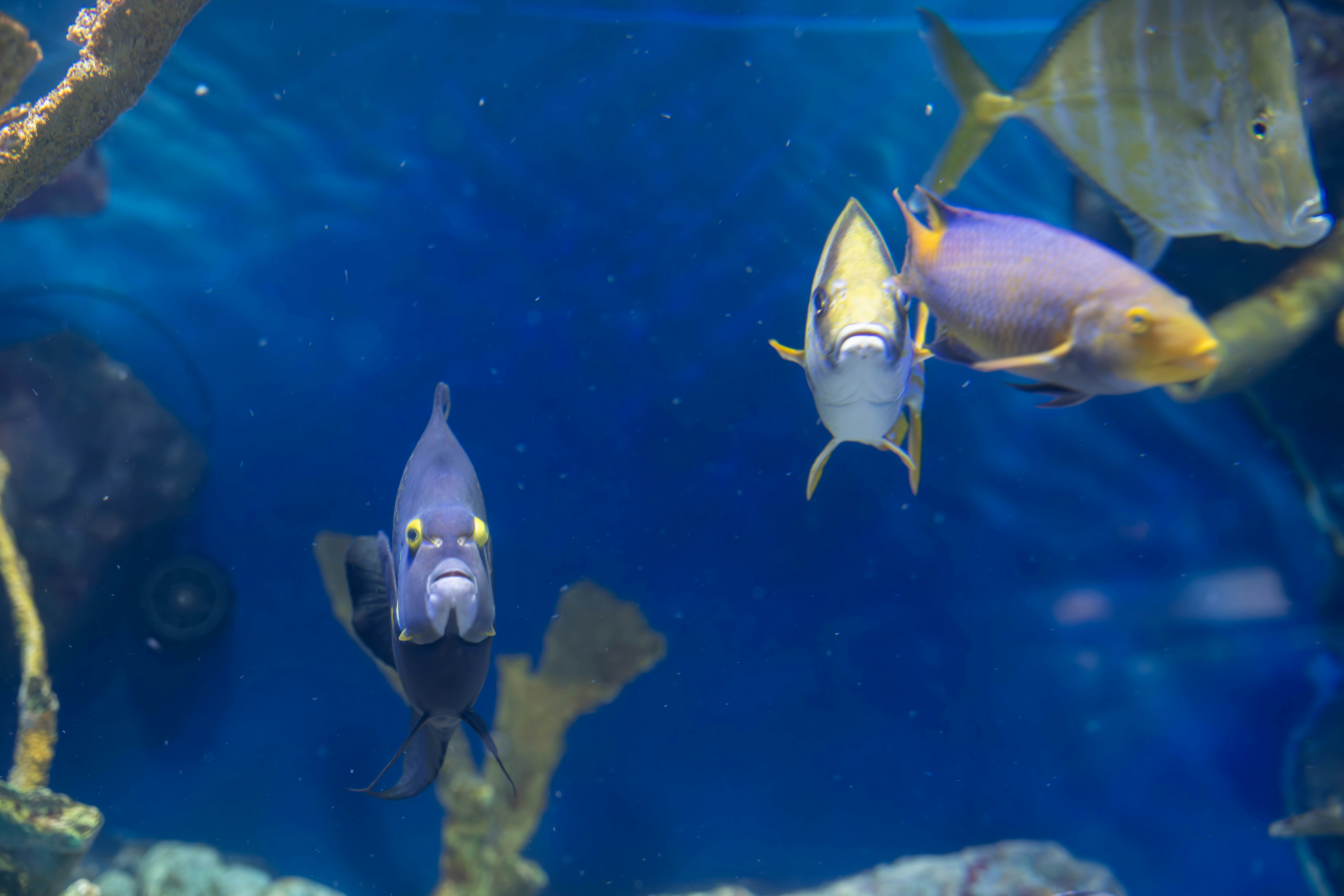 水族箱裡游動的魚群 影像
