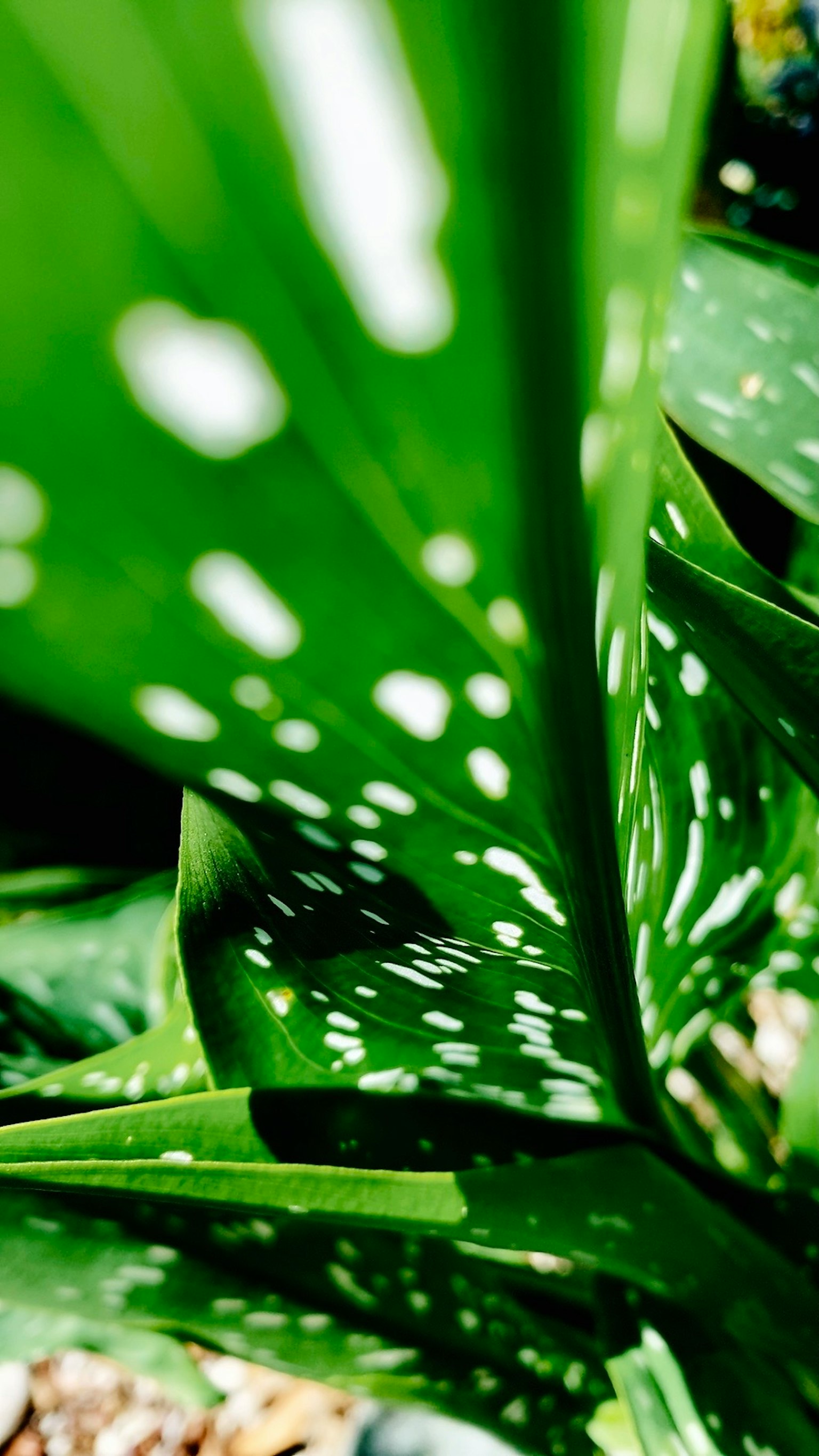 Primer plano de una hoja de planta verde con manchas blancas