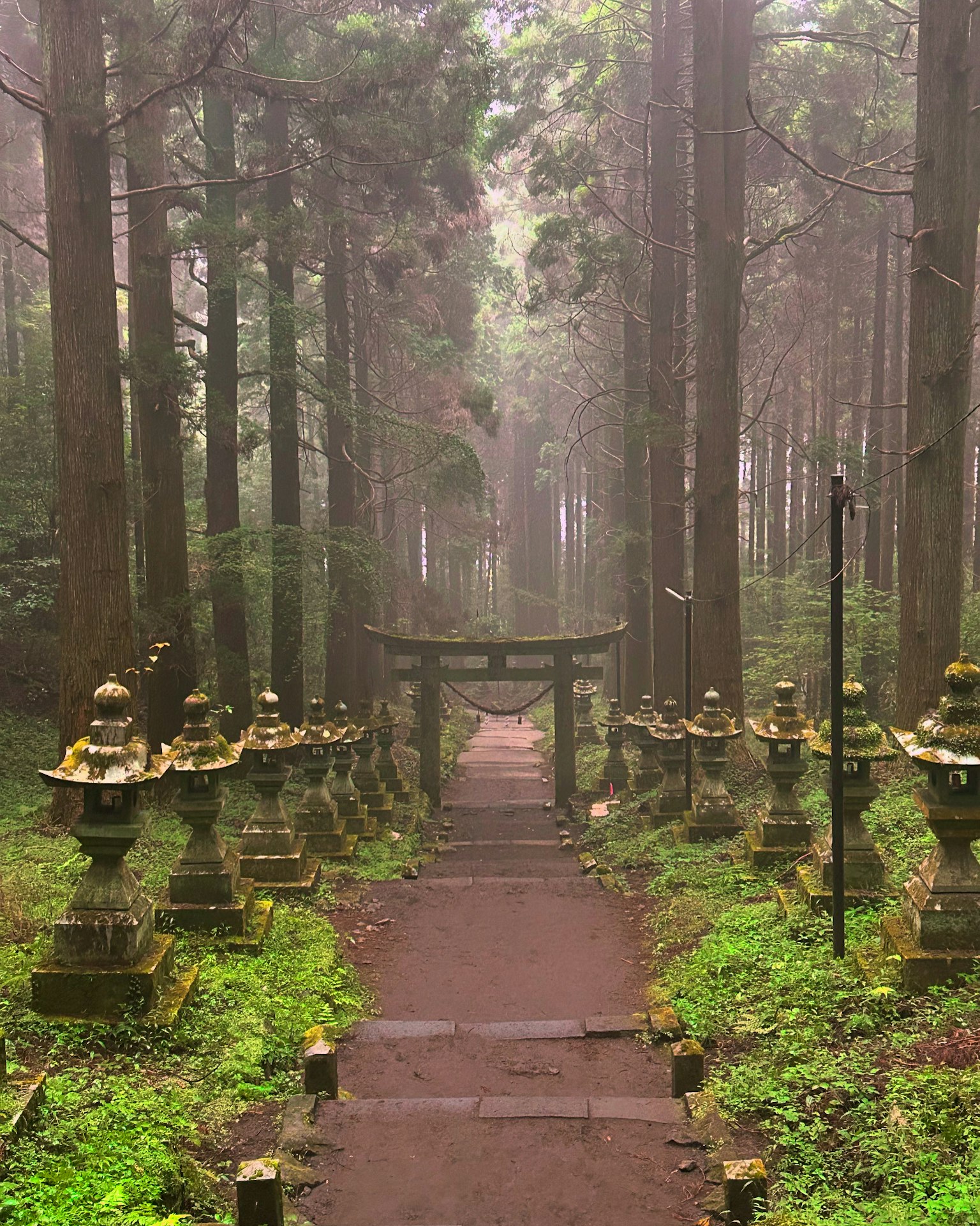 Con đường trong rừng sương mù với cổng torii và đèn đá