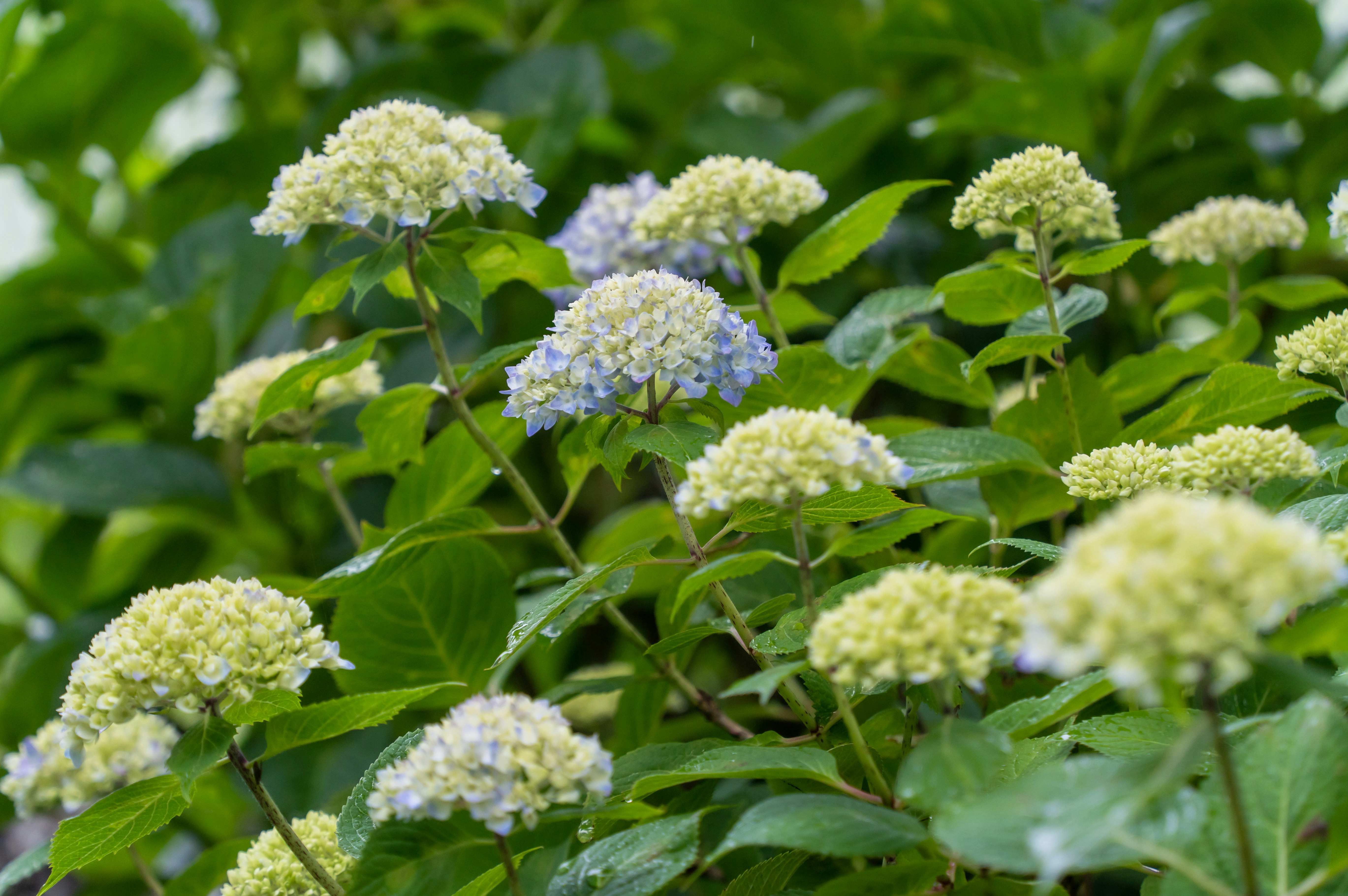 アジサイの花が咲く緑の庭の花壇