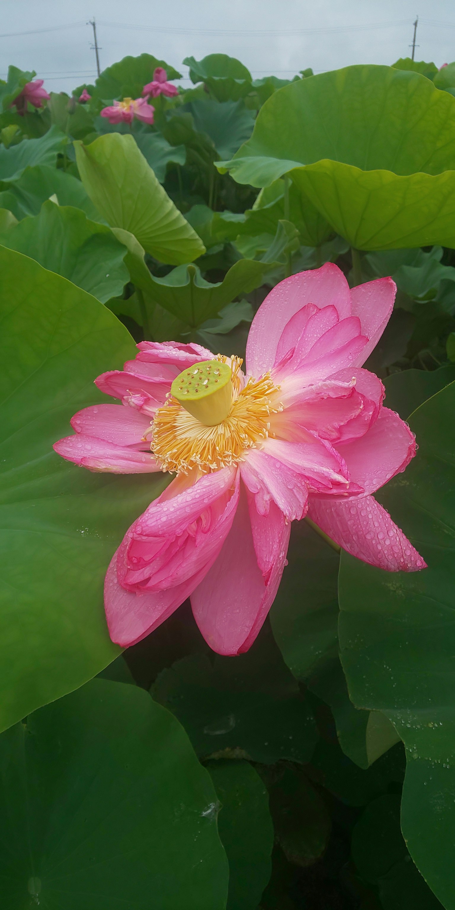 美丽的粉色莲花被绿色叶子环绕