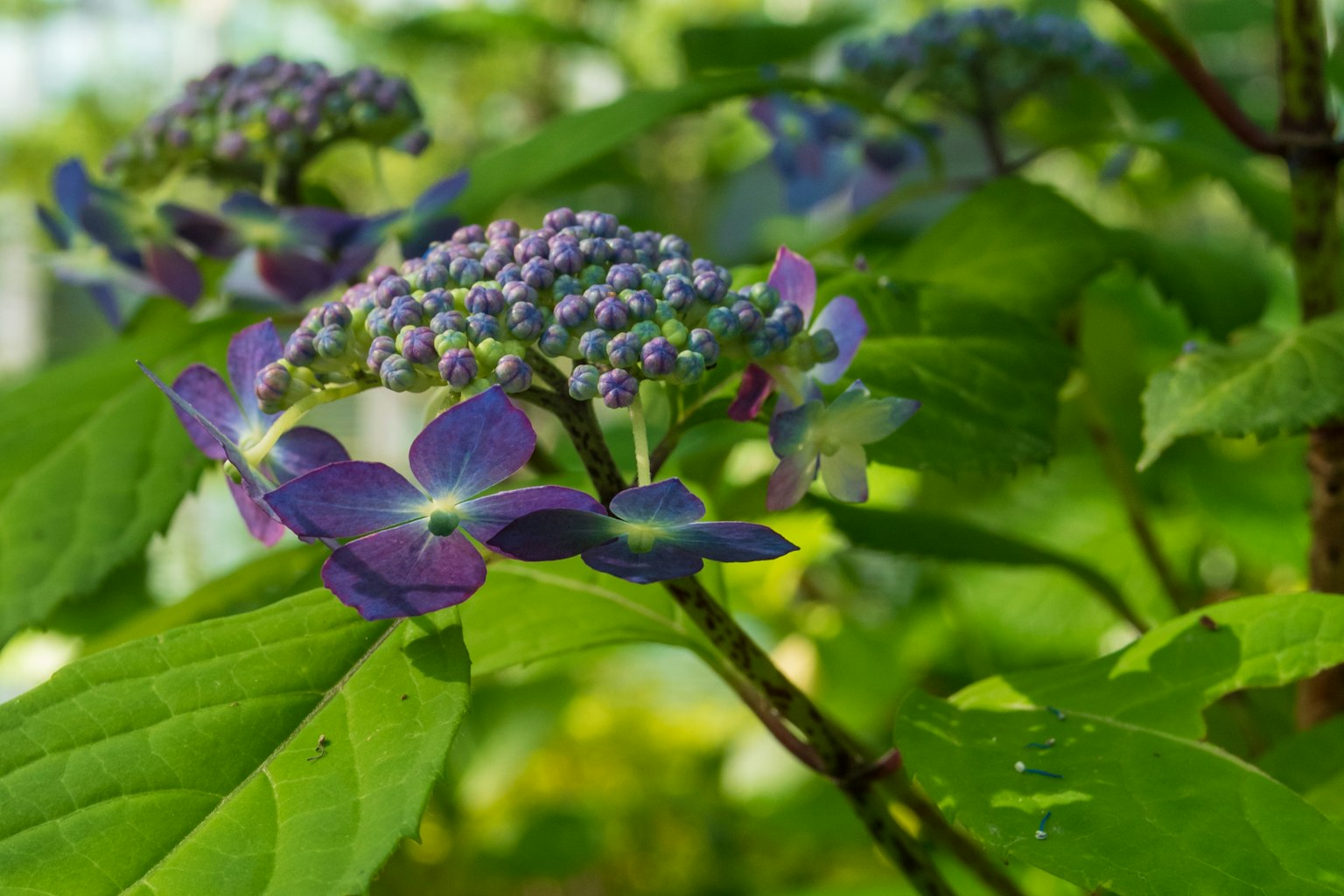 Zweig der Hortensie mit blau-violetten Blumen und grünen Blättern