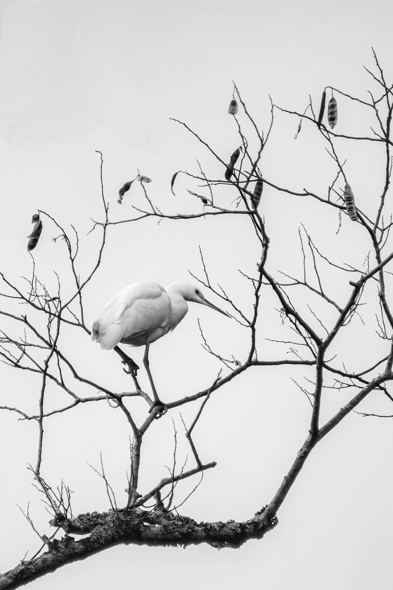 Un ave blanca posada en una rama en una imagen en blanco y negro