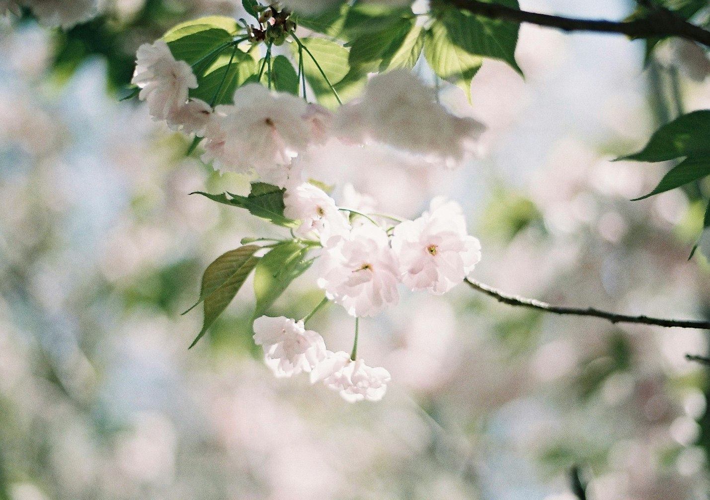 桜の花が枝に咲く春のボケ背景