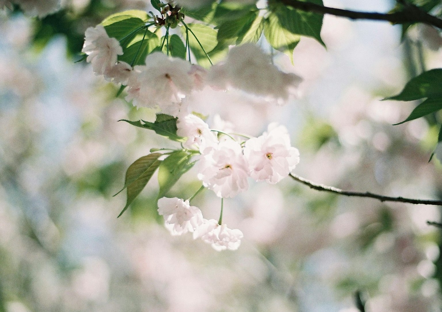 Softly lit scene featuring cherry blossoms and vibrant green leaves