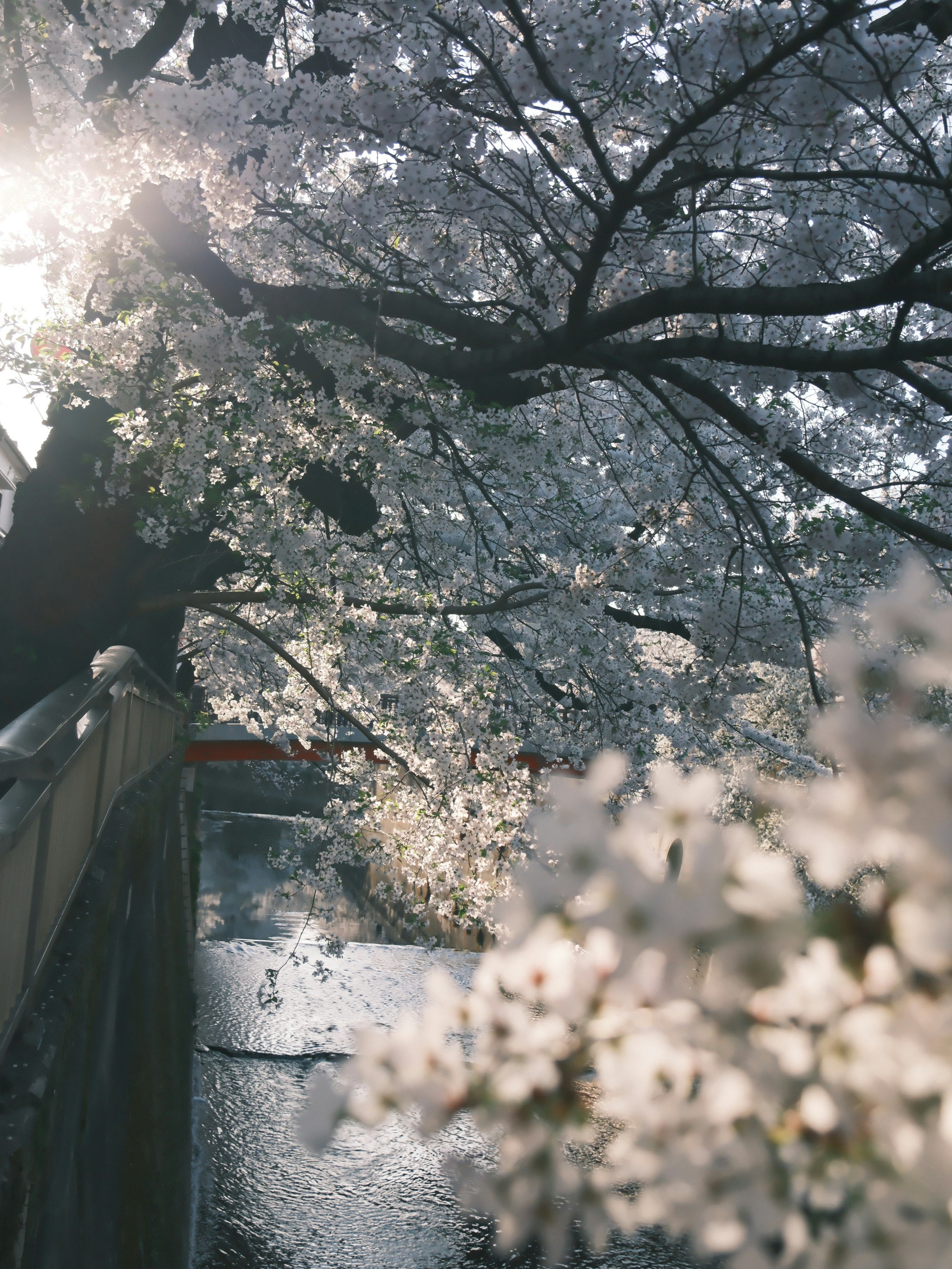 桜の花が咲く並木と川沿いの遊歩道