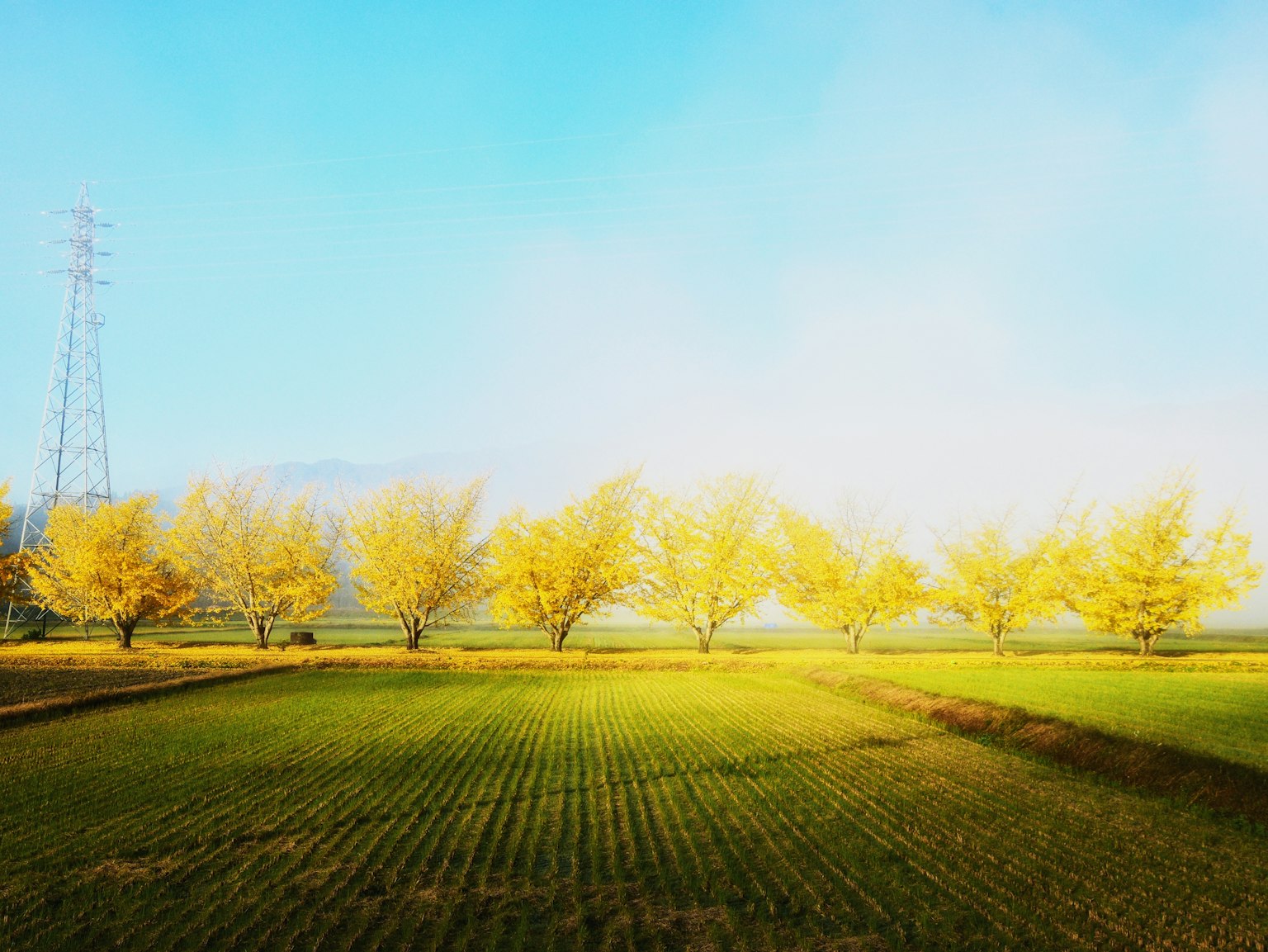 Fila di alberi gialli sotto un cielo blu con campi verdi