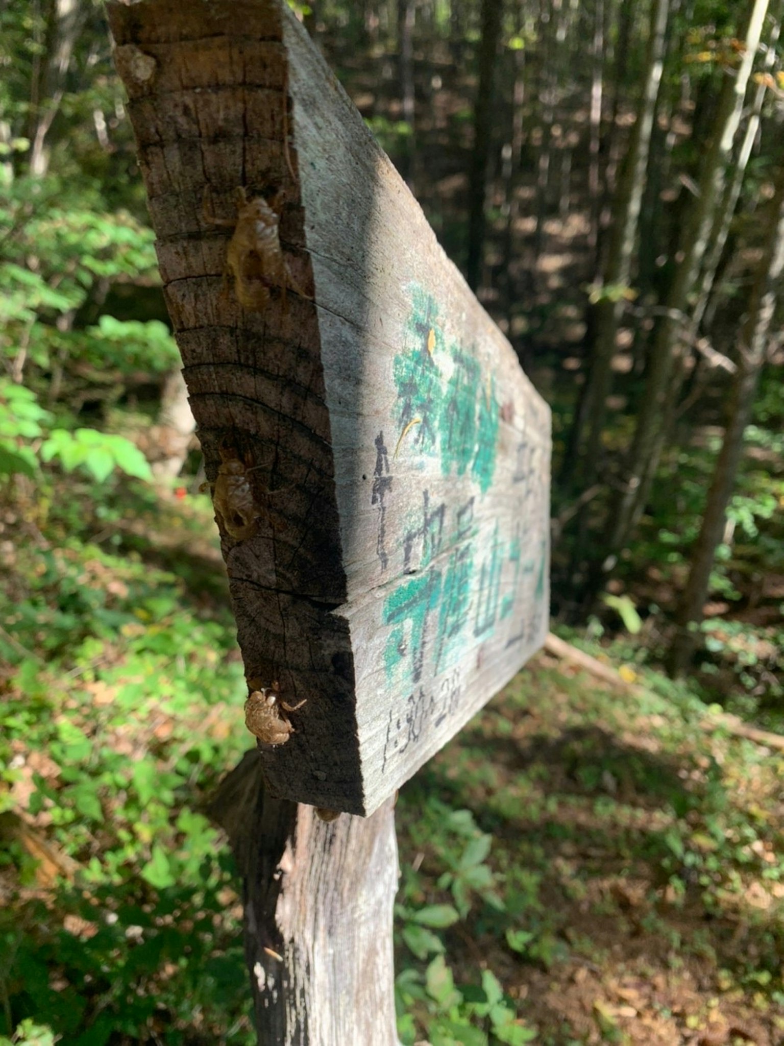 Vecchio segnale di legno in piedi nella foresta con lettering verde