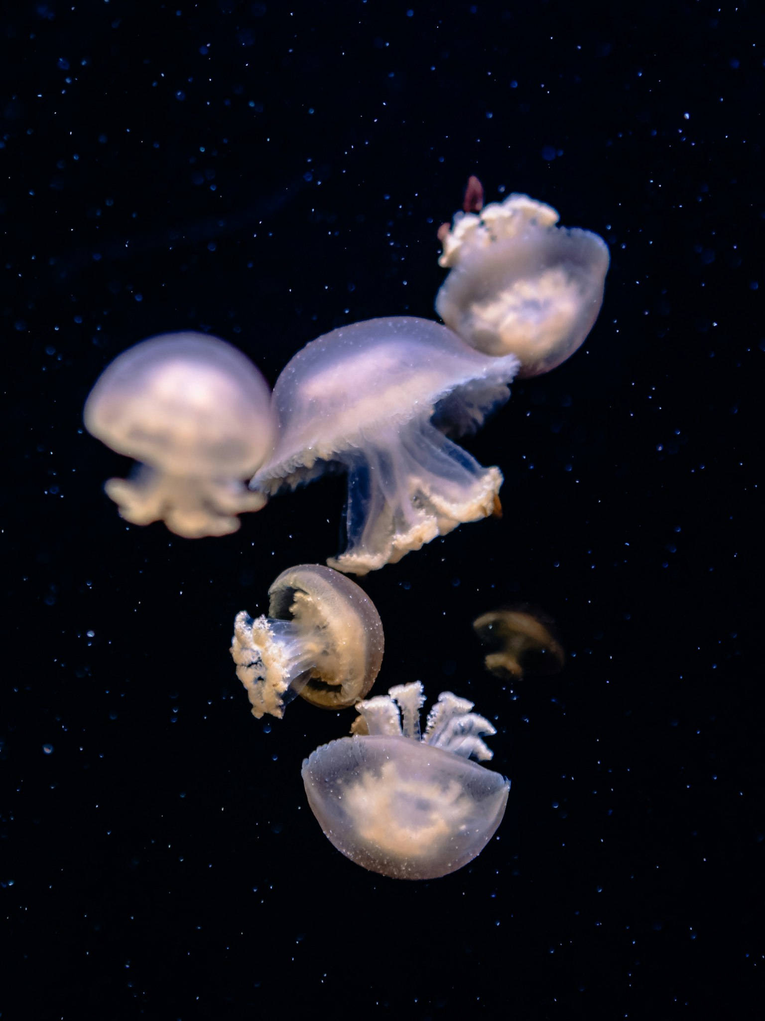 Ein fesselndes Bild von Quallen, die im Wasser treiben