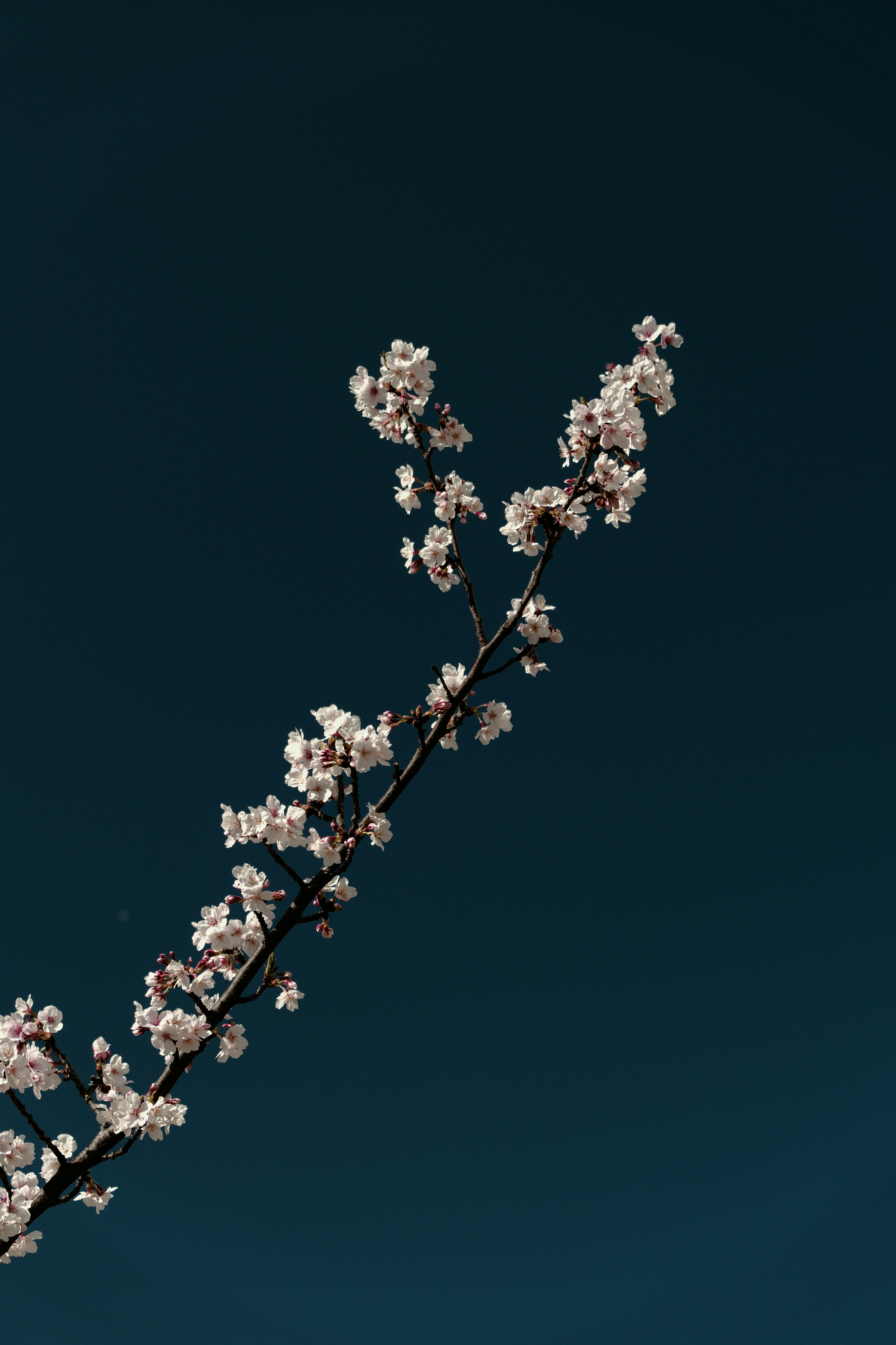 青空に伸びる桜の枝先