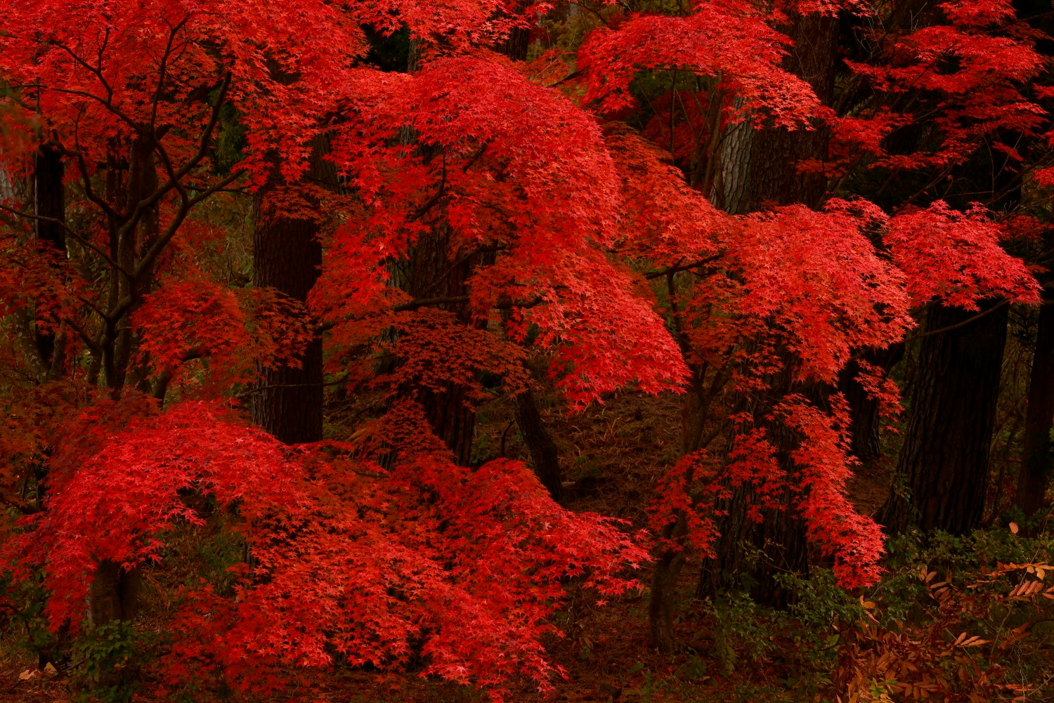 毛越寺の鮮やかな紅葉が茂る庭園
