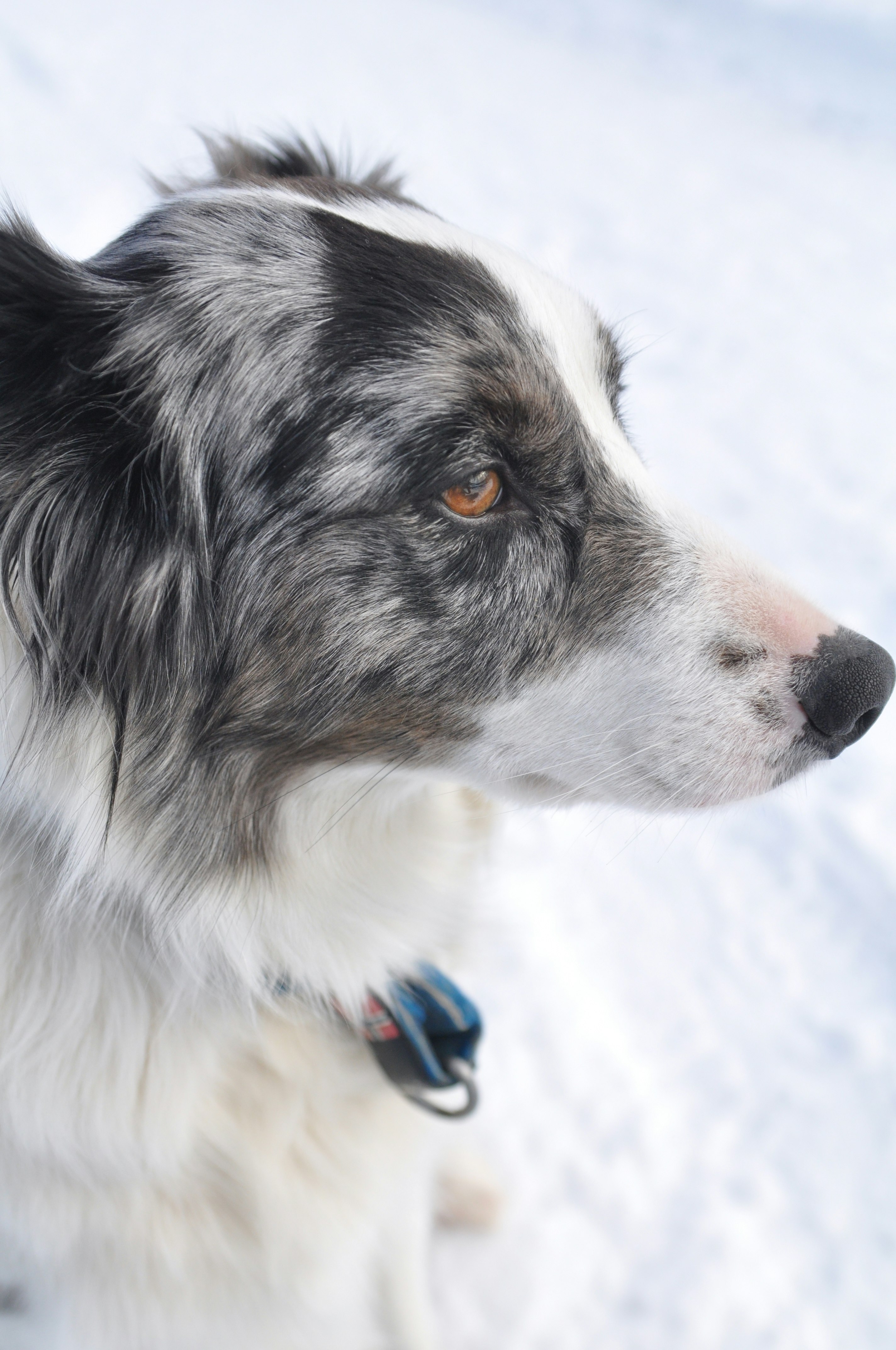 白黒の犬の横顔アップ