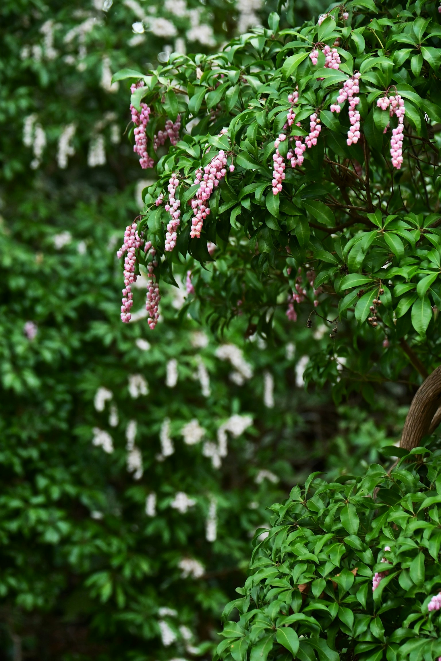Cabang pohon dengan bunga pink dan putih di antara daun hijau