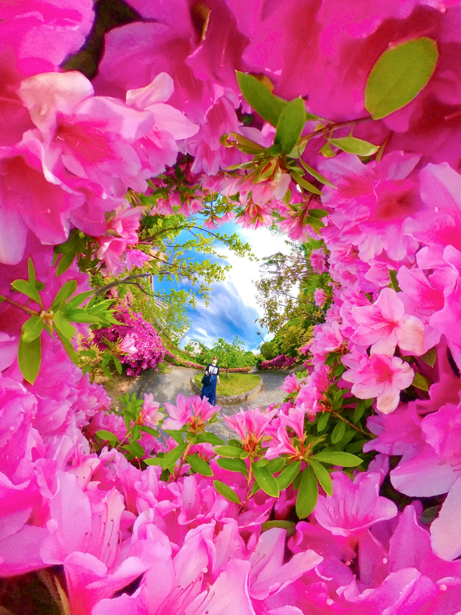 Paysage magnifique entouré de fleurs roses vibrantes