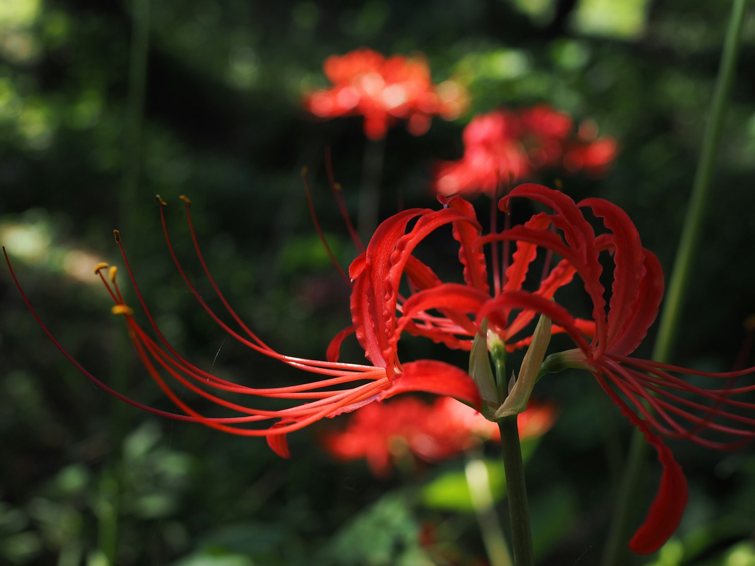 Red spider lily blooming with blurred background
