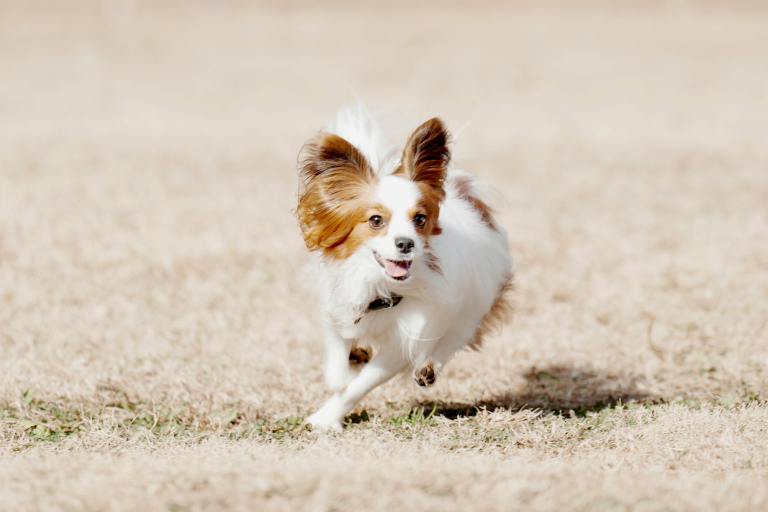 Seekor anjing kecil berwarna putih berlari di atas rumput