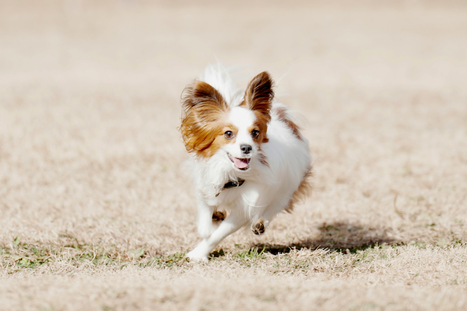 A small white dog running on grass