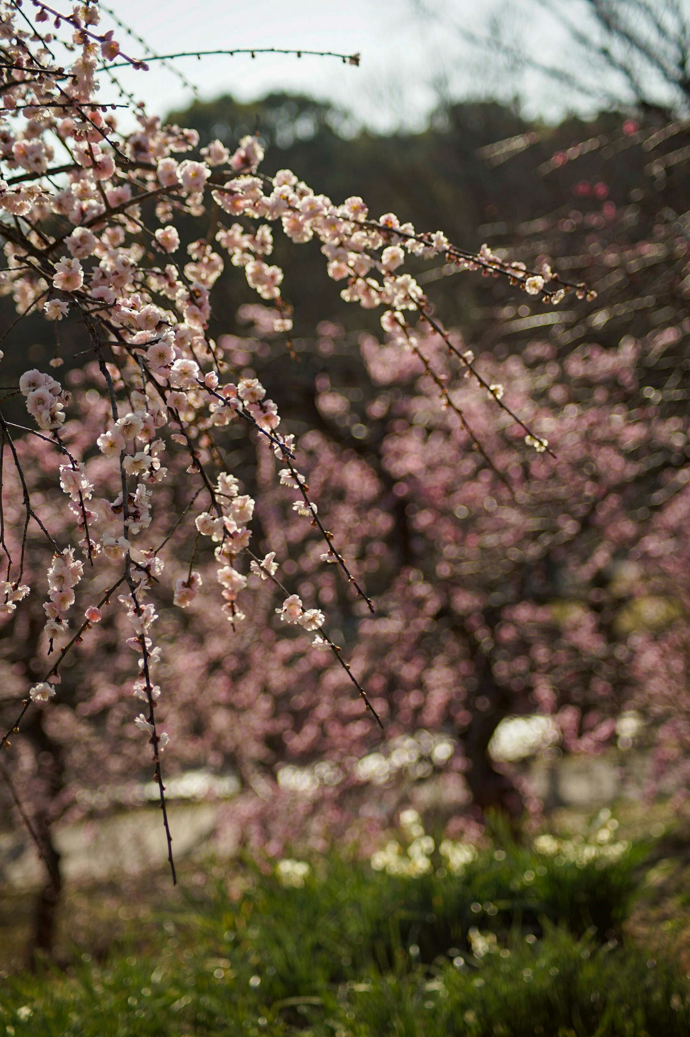 枝に咲く桜の花が並ぶ春の庭の風景