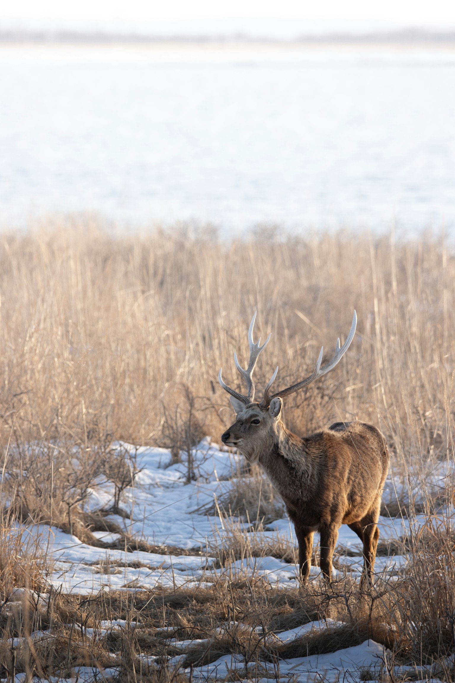 A stag standing in a snowy grassland
