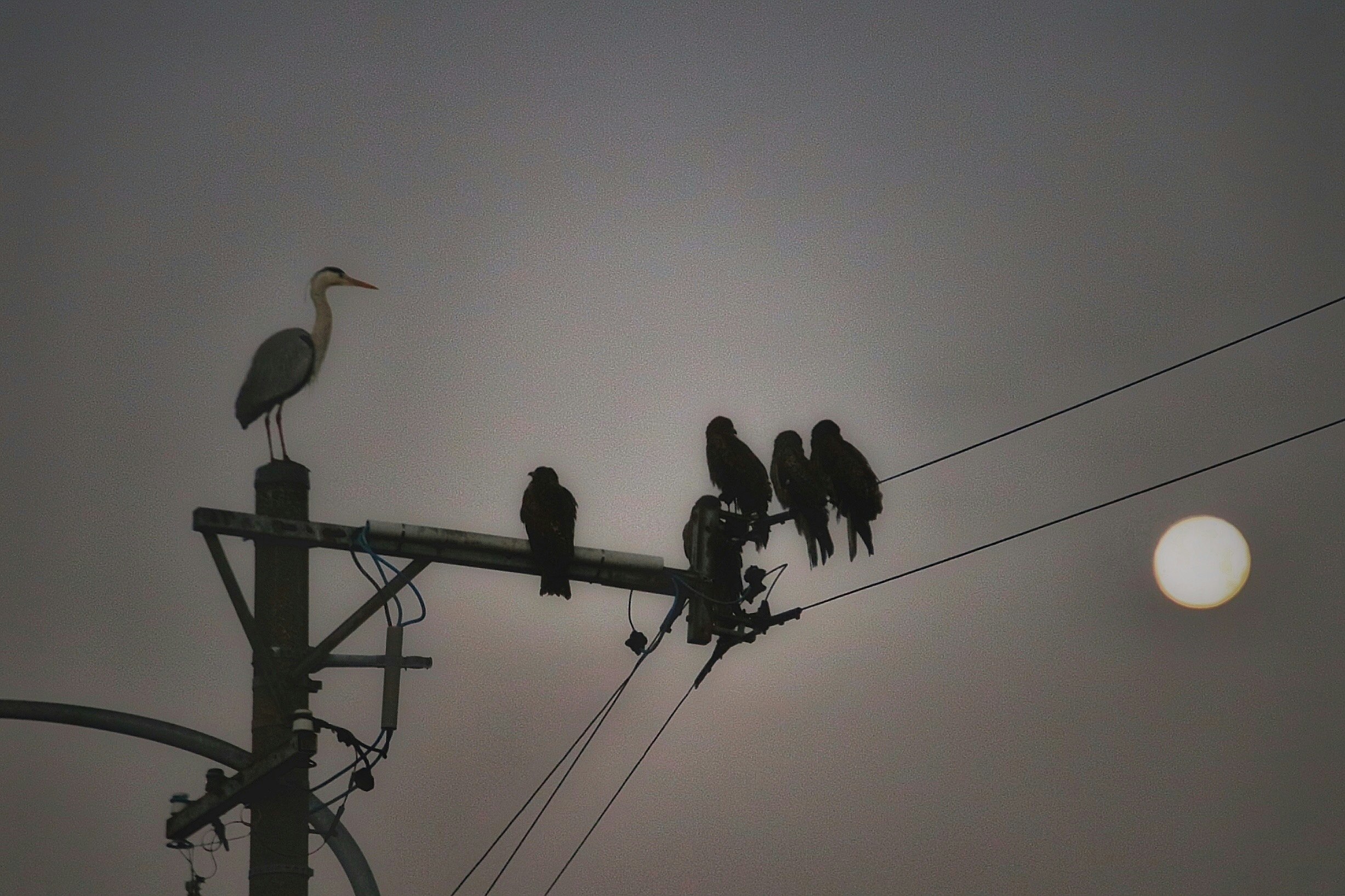 電柱と電線にとまる鳥のシルエットが月夜に浮かぶ