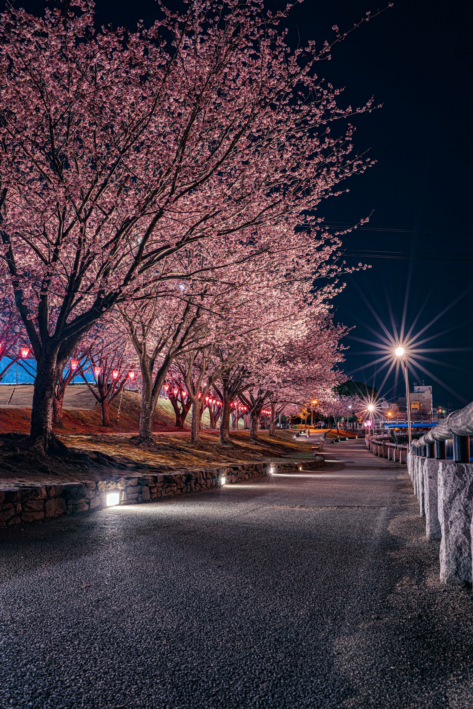 夜晚樱花树成行的风景小路，街灯照亮
