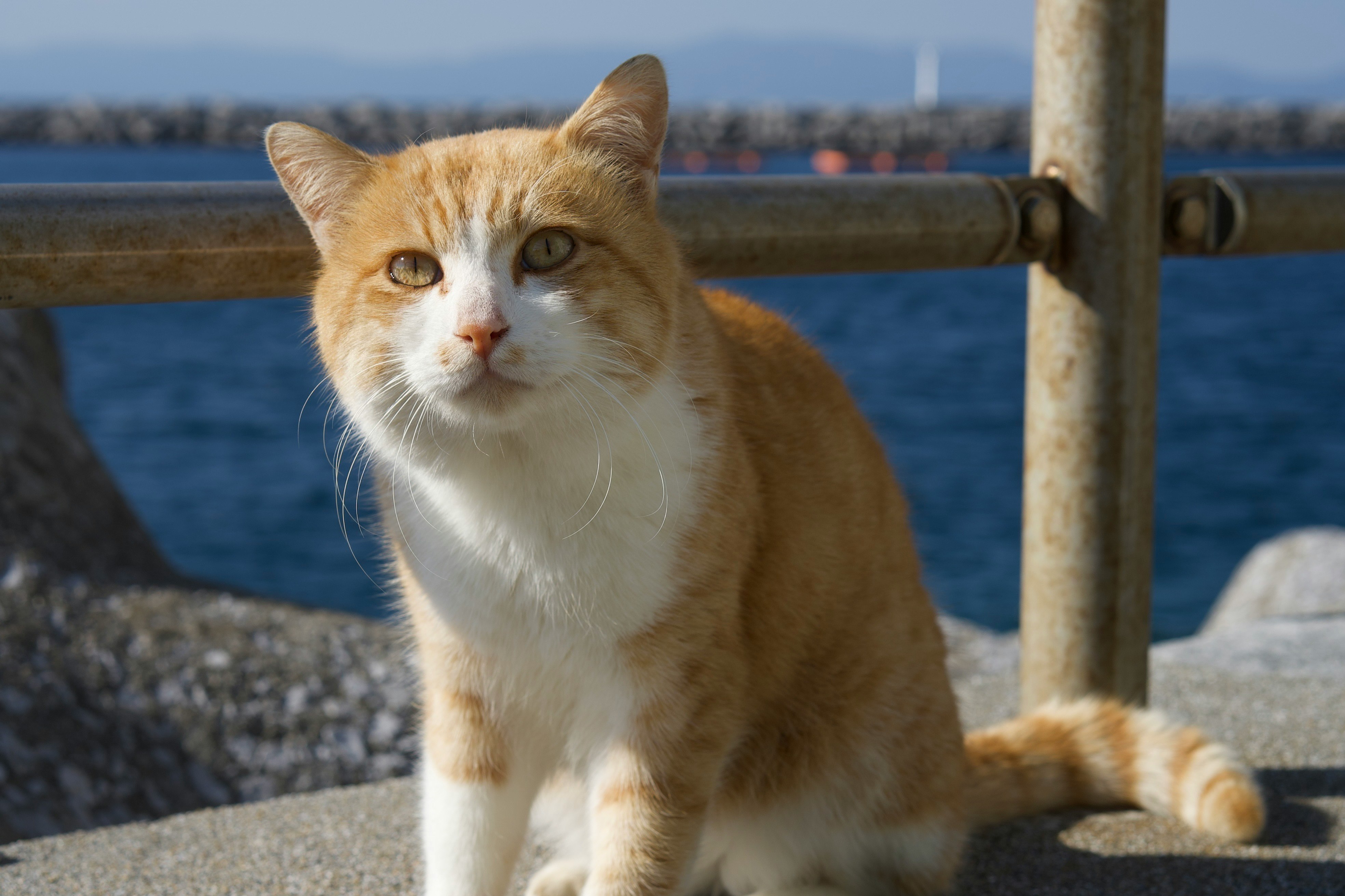 海辺の防波堤で座るオレンジ白の猫