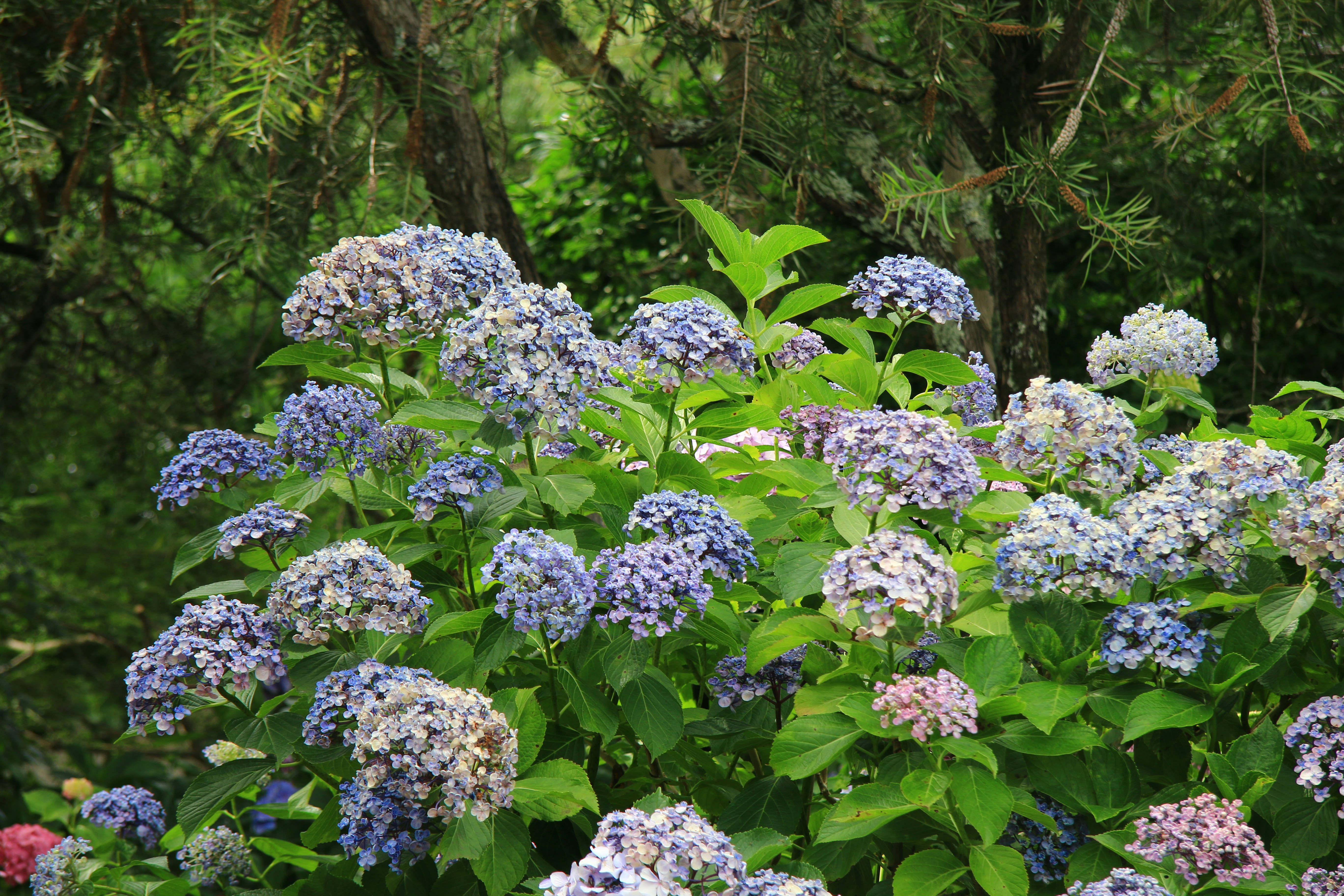 緑の葉に咲く青紫のアジサイの花