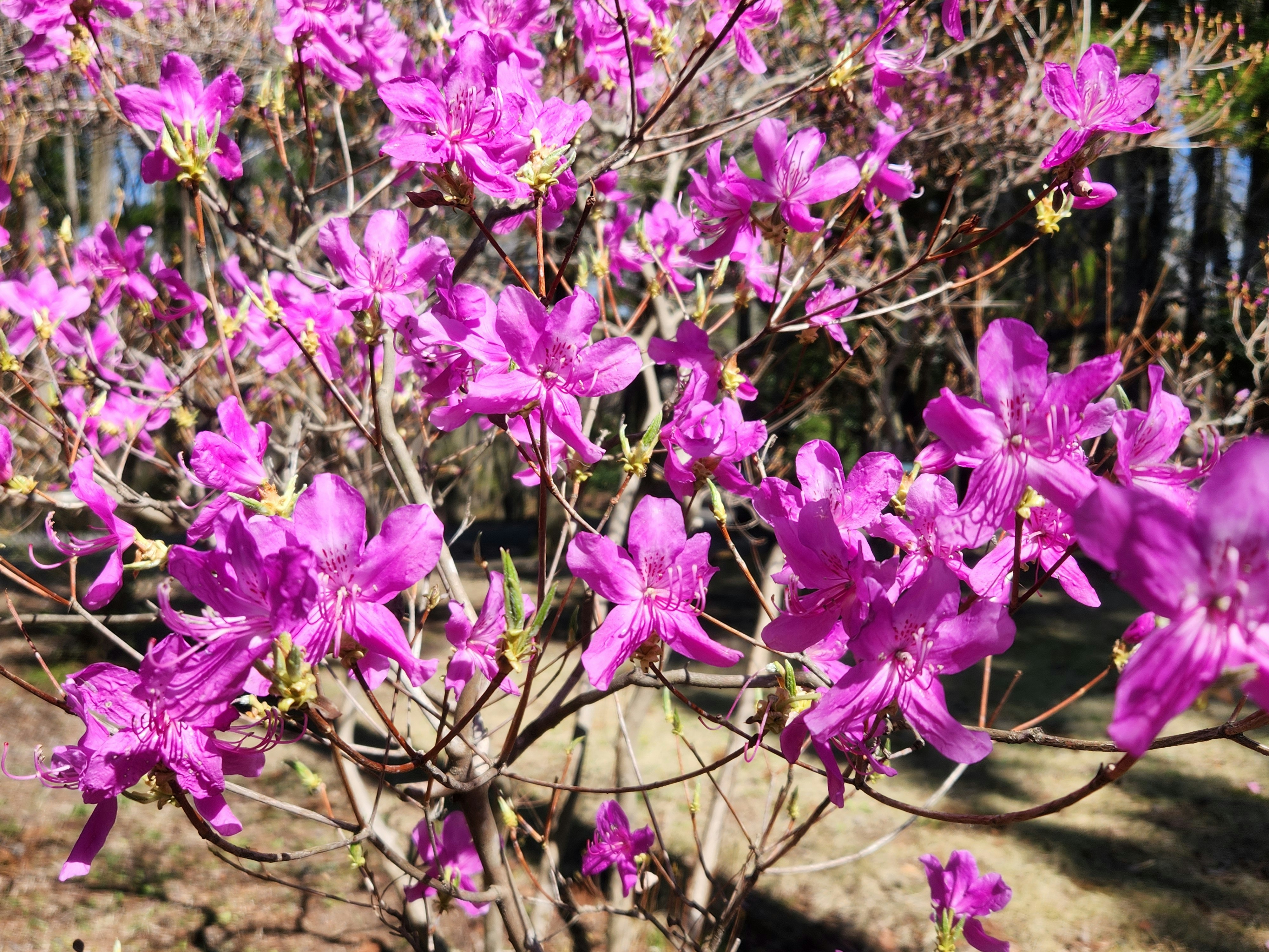 紫の花が咲く低木の枝先