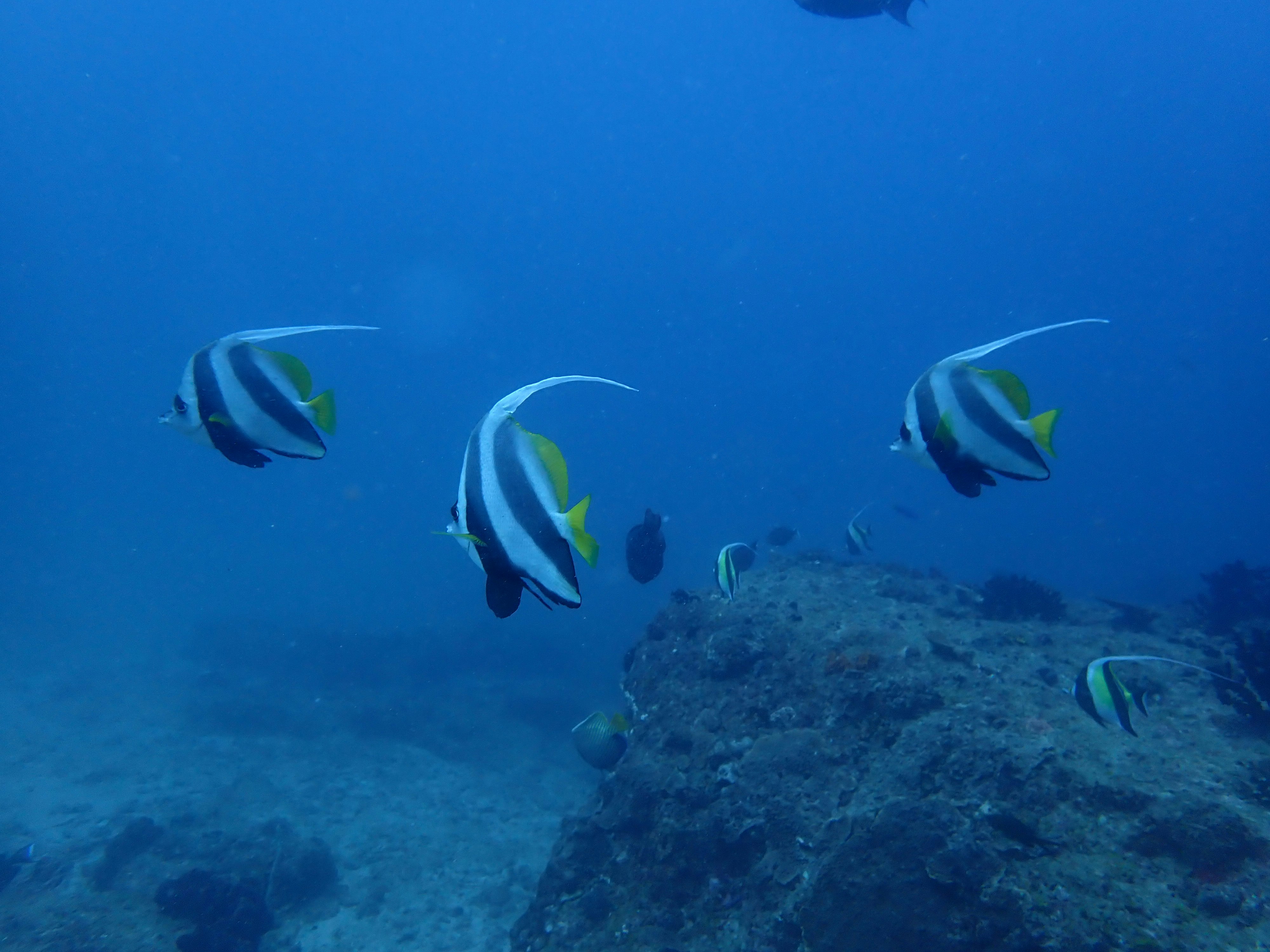 青い海中を泳ぐ魚とサンゴ礁の岩場