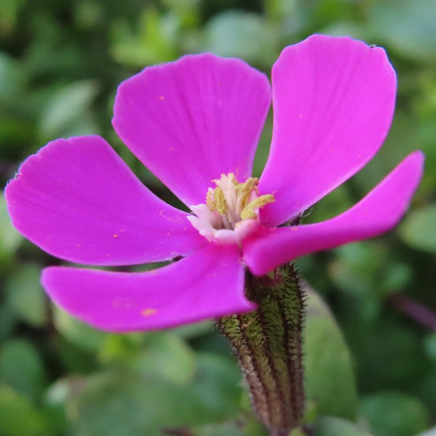 紫の花のクローズアップ