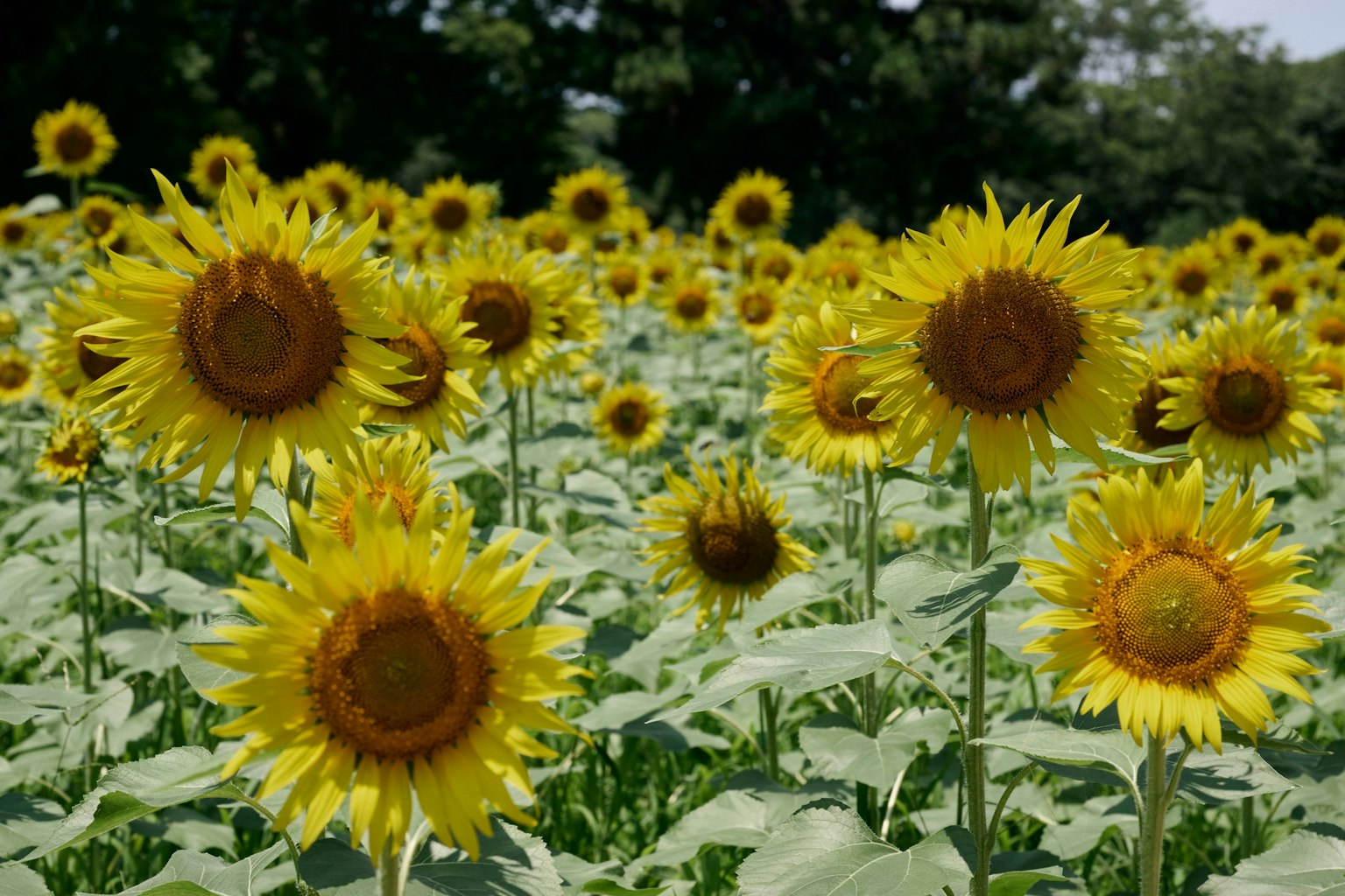 A vast field of bright yellow sunflowers in full bloom