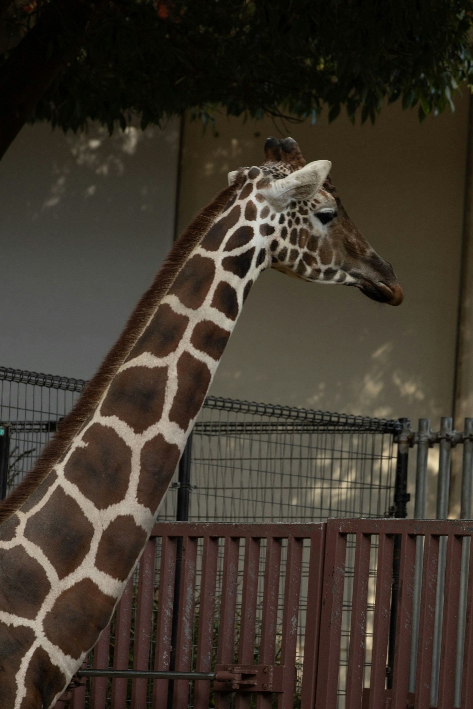 Side profile of a giraffe with a long neck background features a fence and trees
