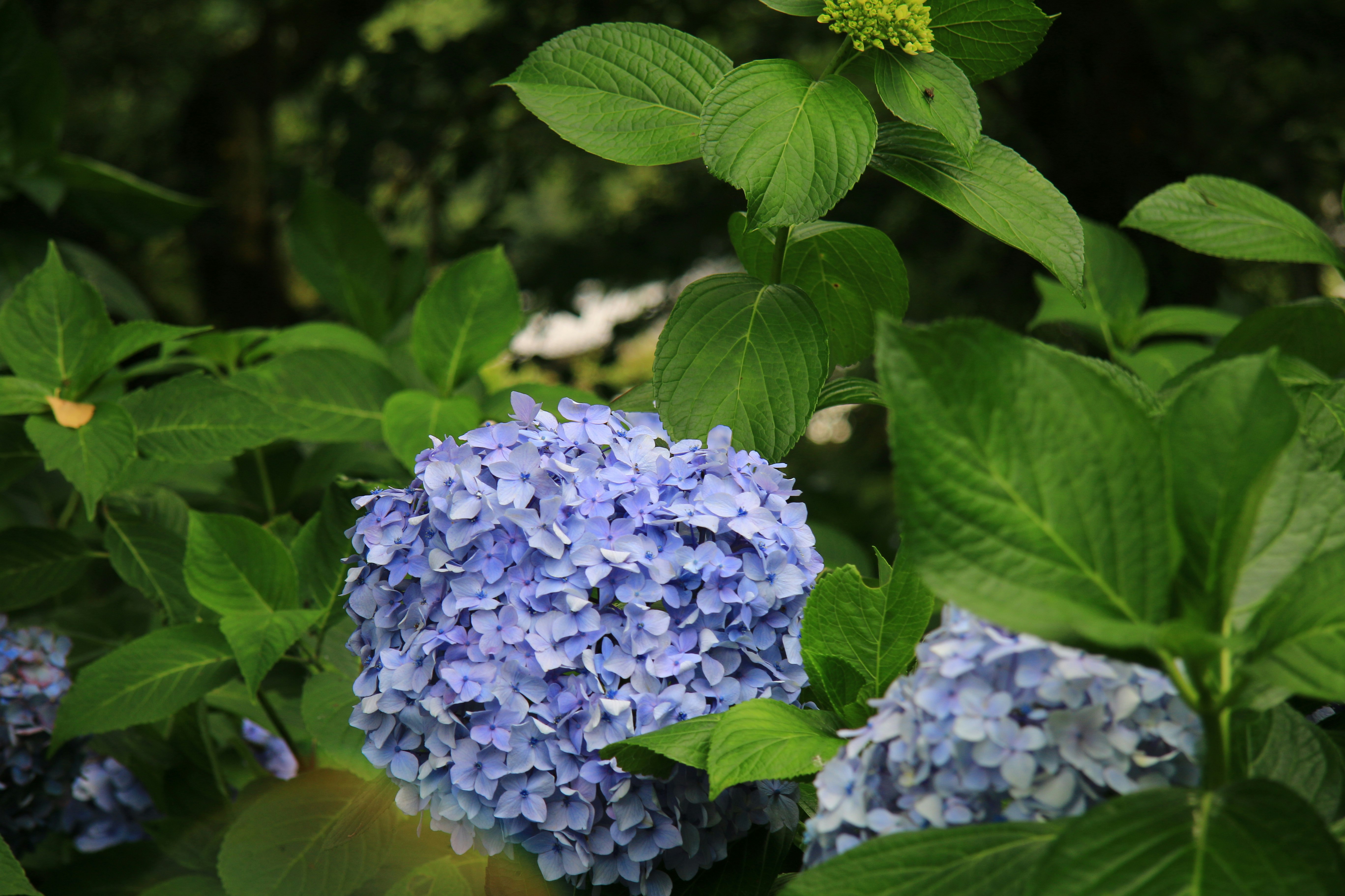 紫陽花の花と青い花房を葉に囲まれて写した自然のクローズアップ