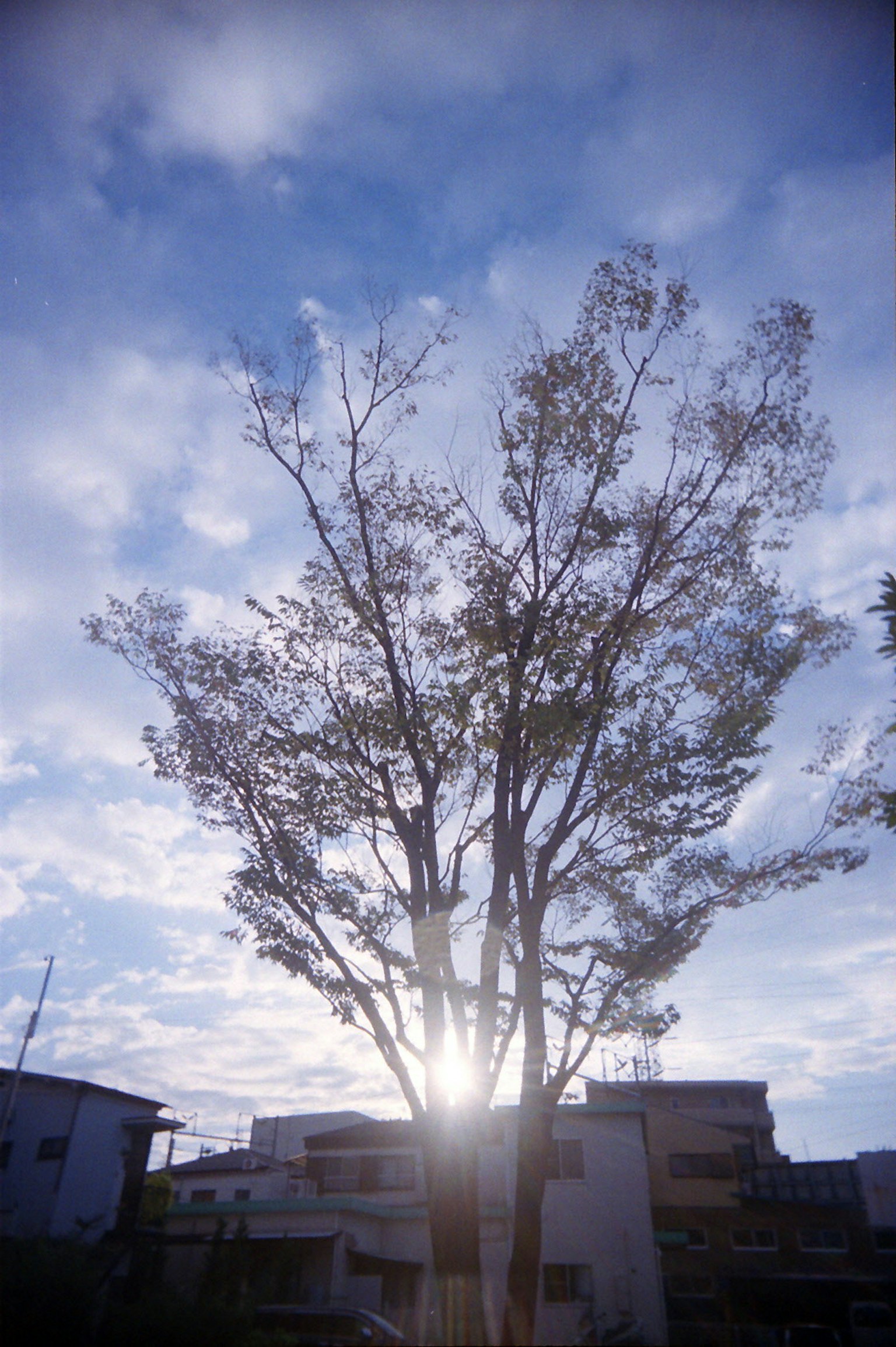 A tall tree silhouetted against a bright sky with clouds and buildings in the background