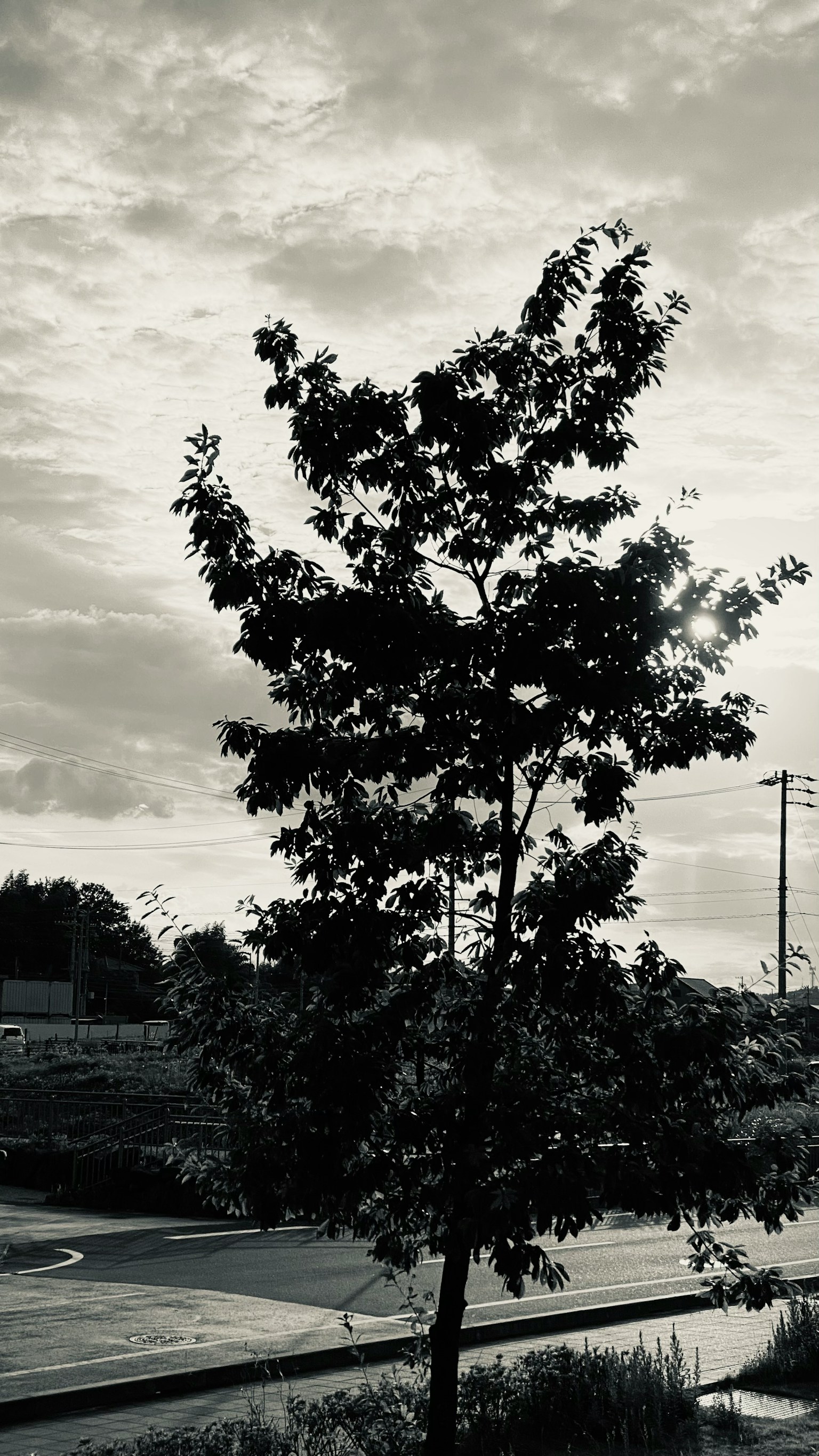 Un albero solitario in bianco e nero contro un cielo nuvoloso