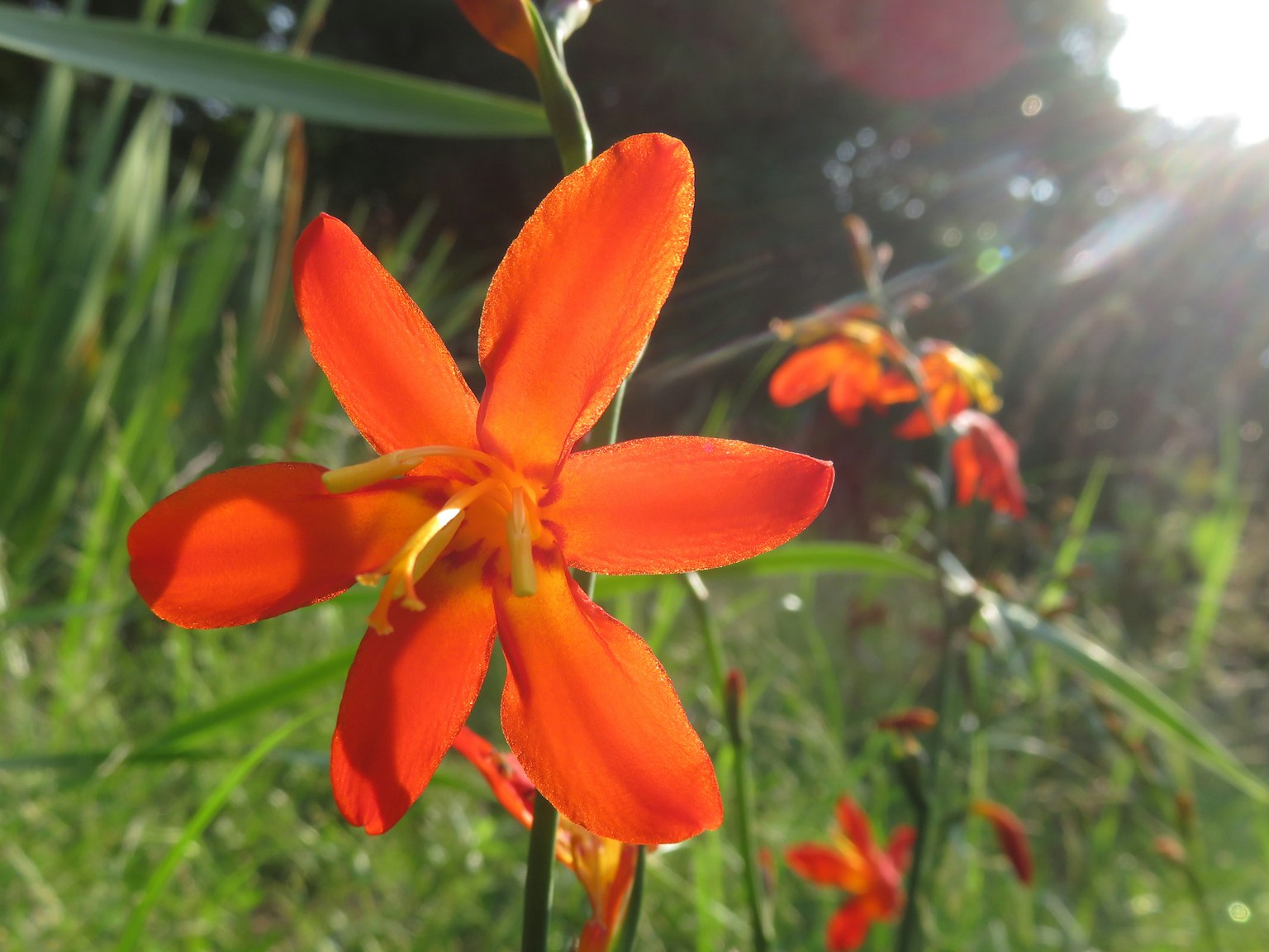 Flor naranja vibrante floreciendo sobre un fondo verde
