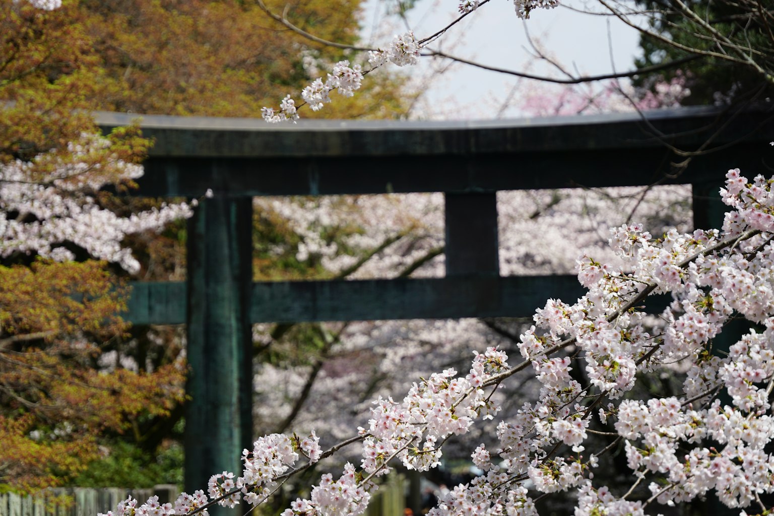 Landschaft mit Kirschblüten und einem Torii