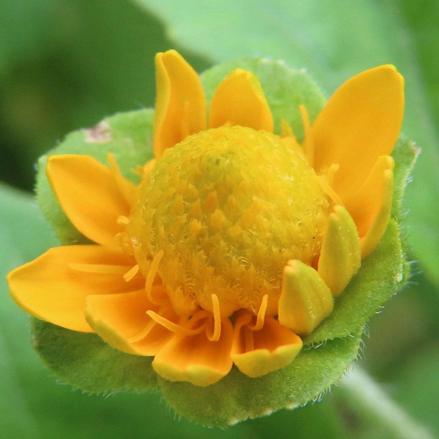 Un bouton de fleur jaune vif en train de s'ouvrir