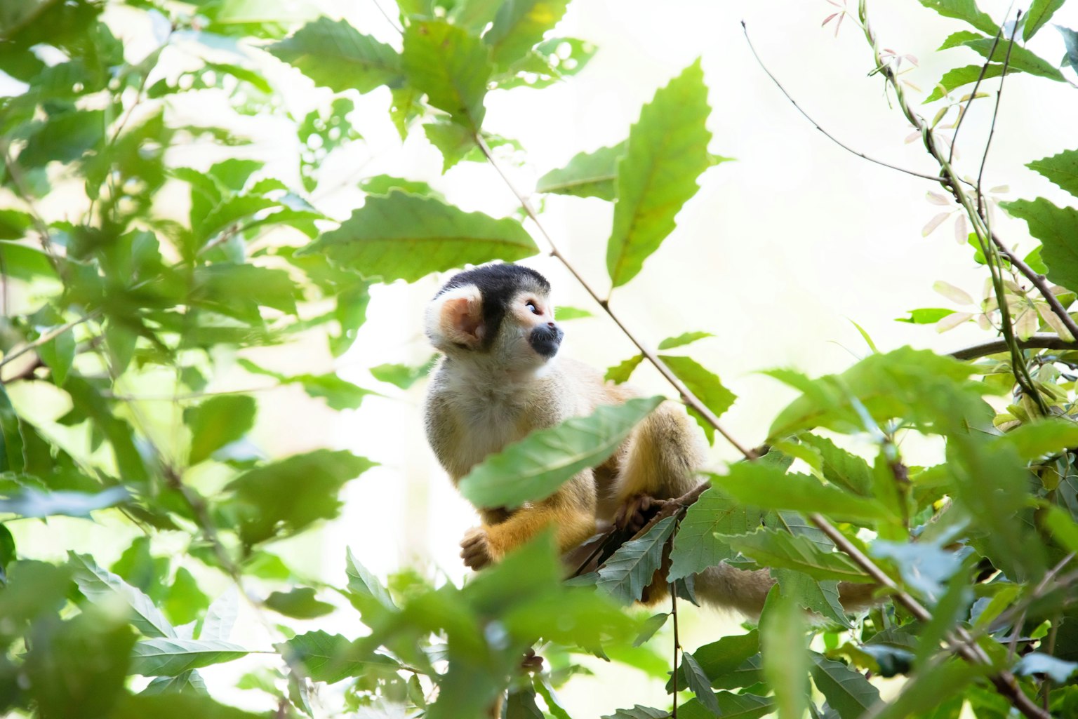 Ein Affe sitzt zwischen grünen Blättern in einem Wald