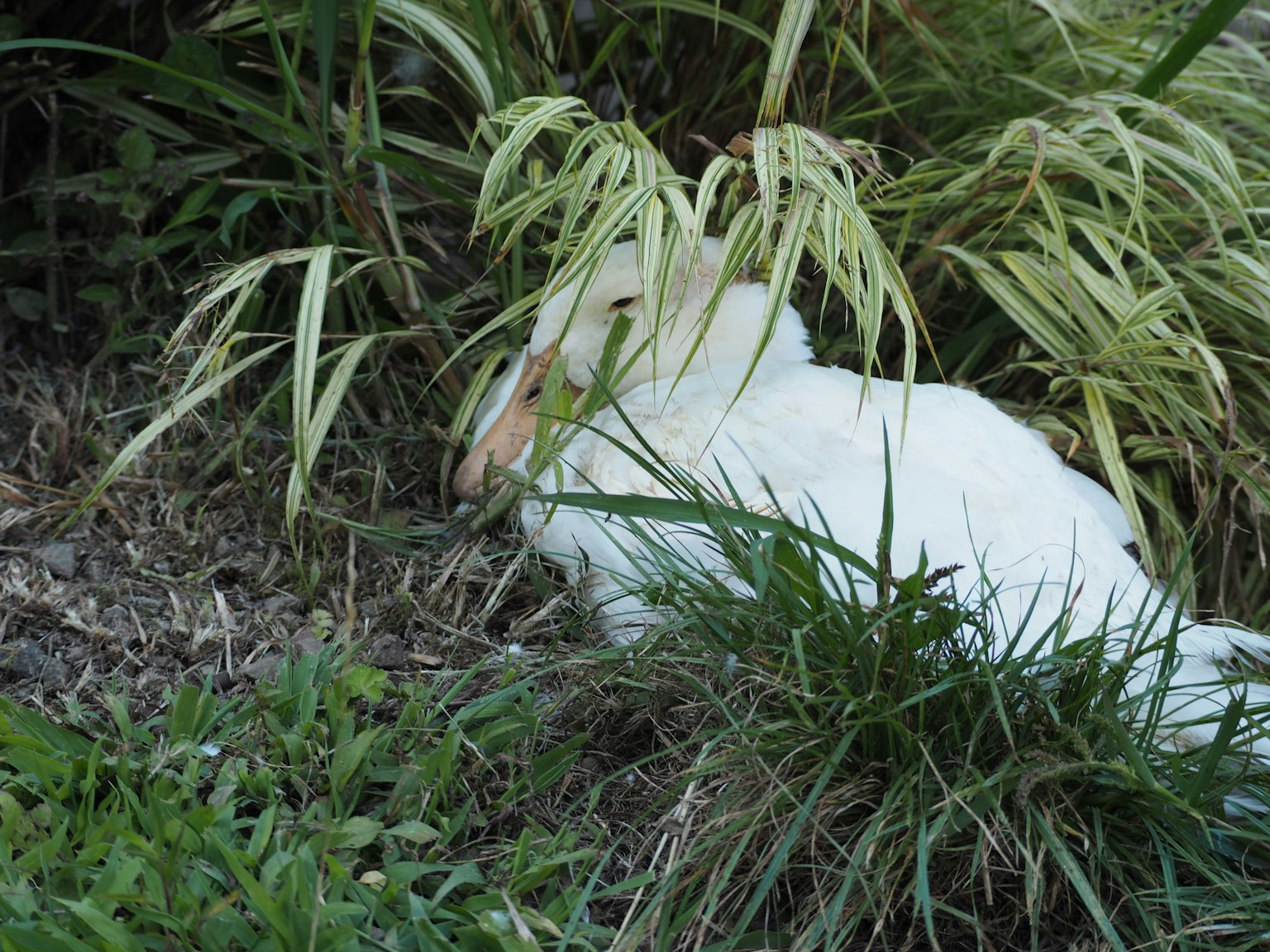 Ein weißer Vogel ruht ruhig im grünen Gras und Pflanzen