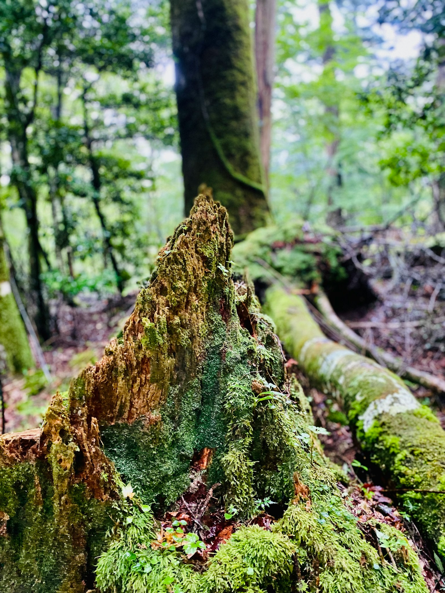 Primer plano de un tocón cubierto de musgo con árboles altos al fondo creando una escena forestal serena