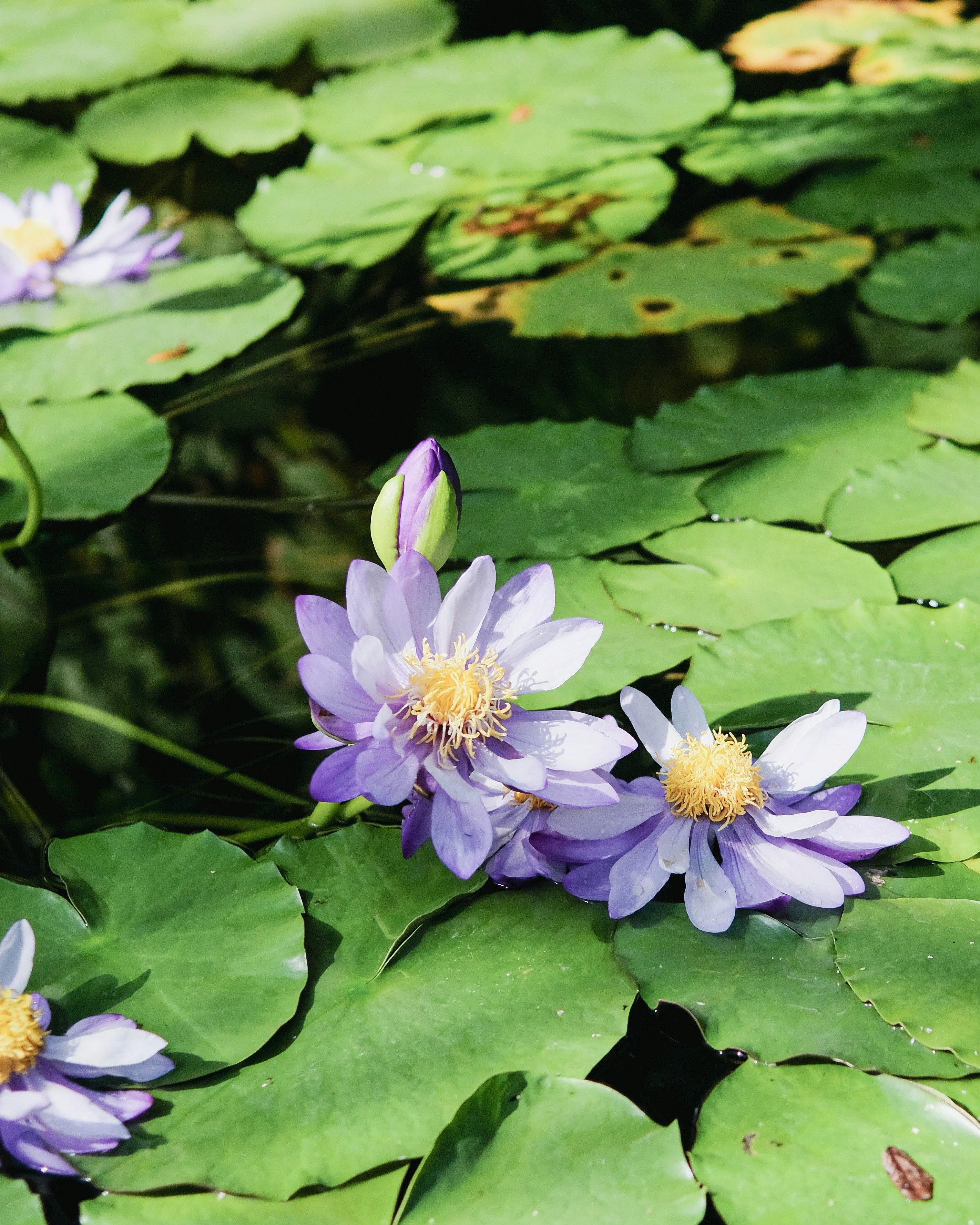 京都府立植物園の睡蓮が浮かぶ池の水面