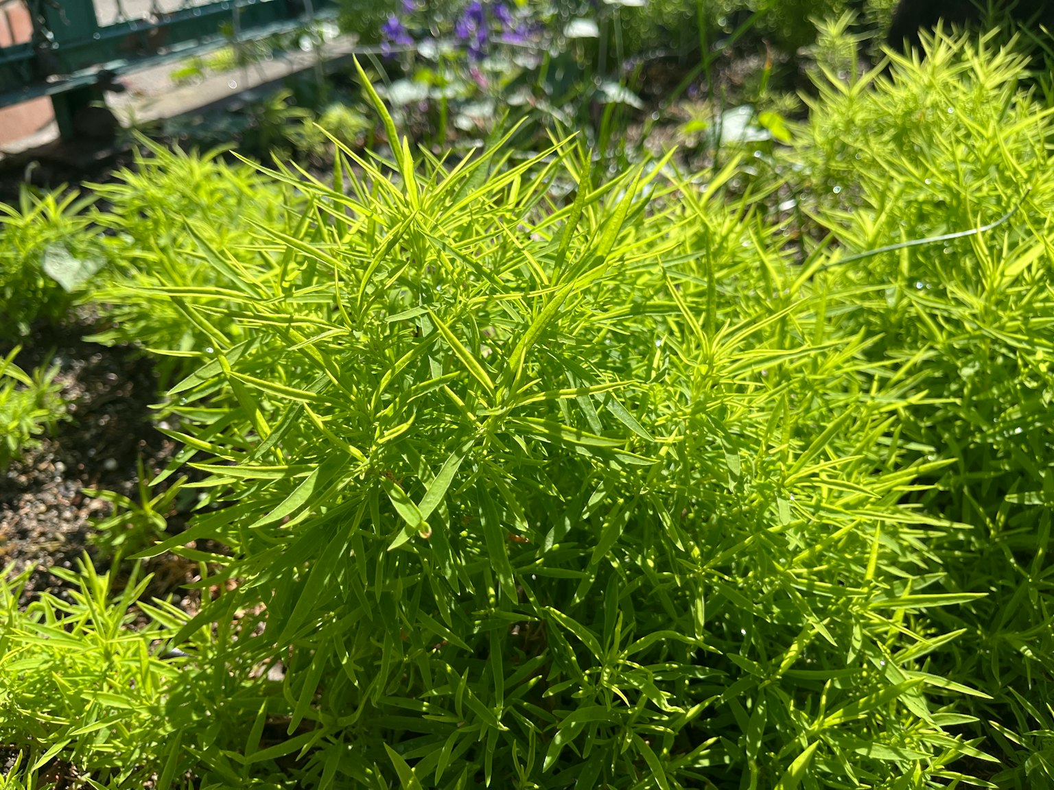 Primo piano di una pianta verde lussureggiante con foglie sottili