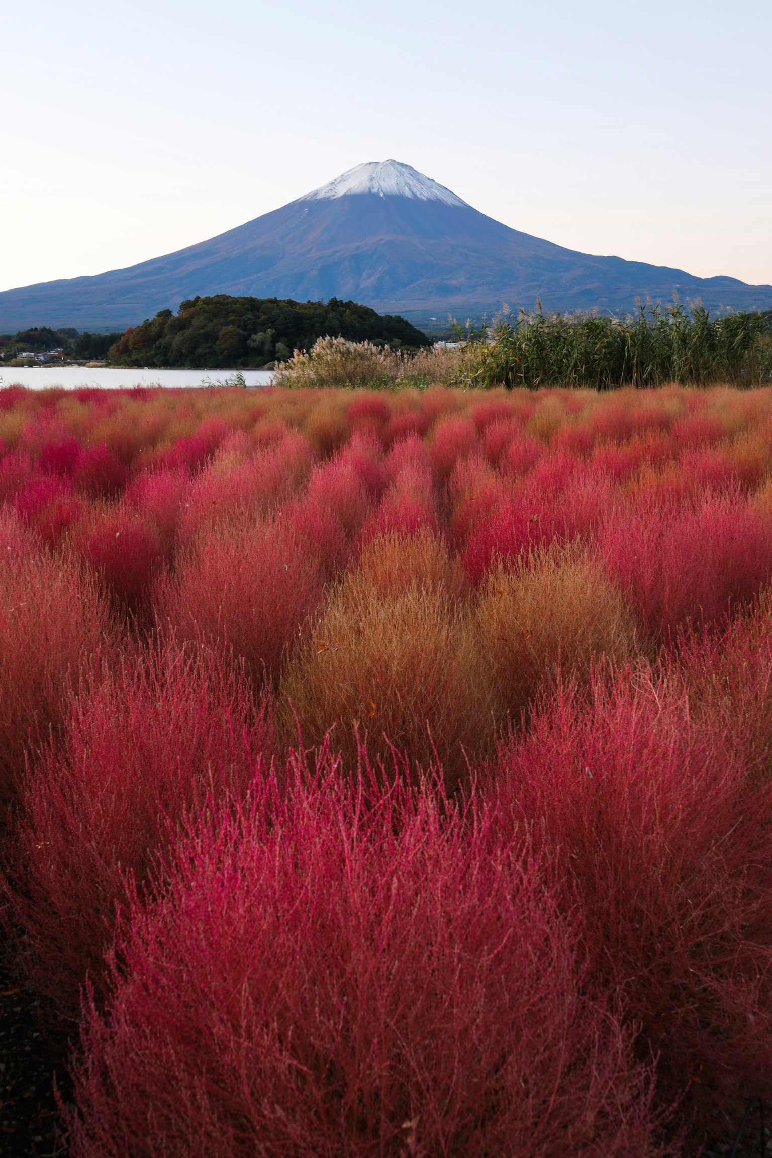 Feld mit rotem und goldenem Laub im Hintergrund des Fuji