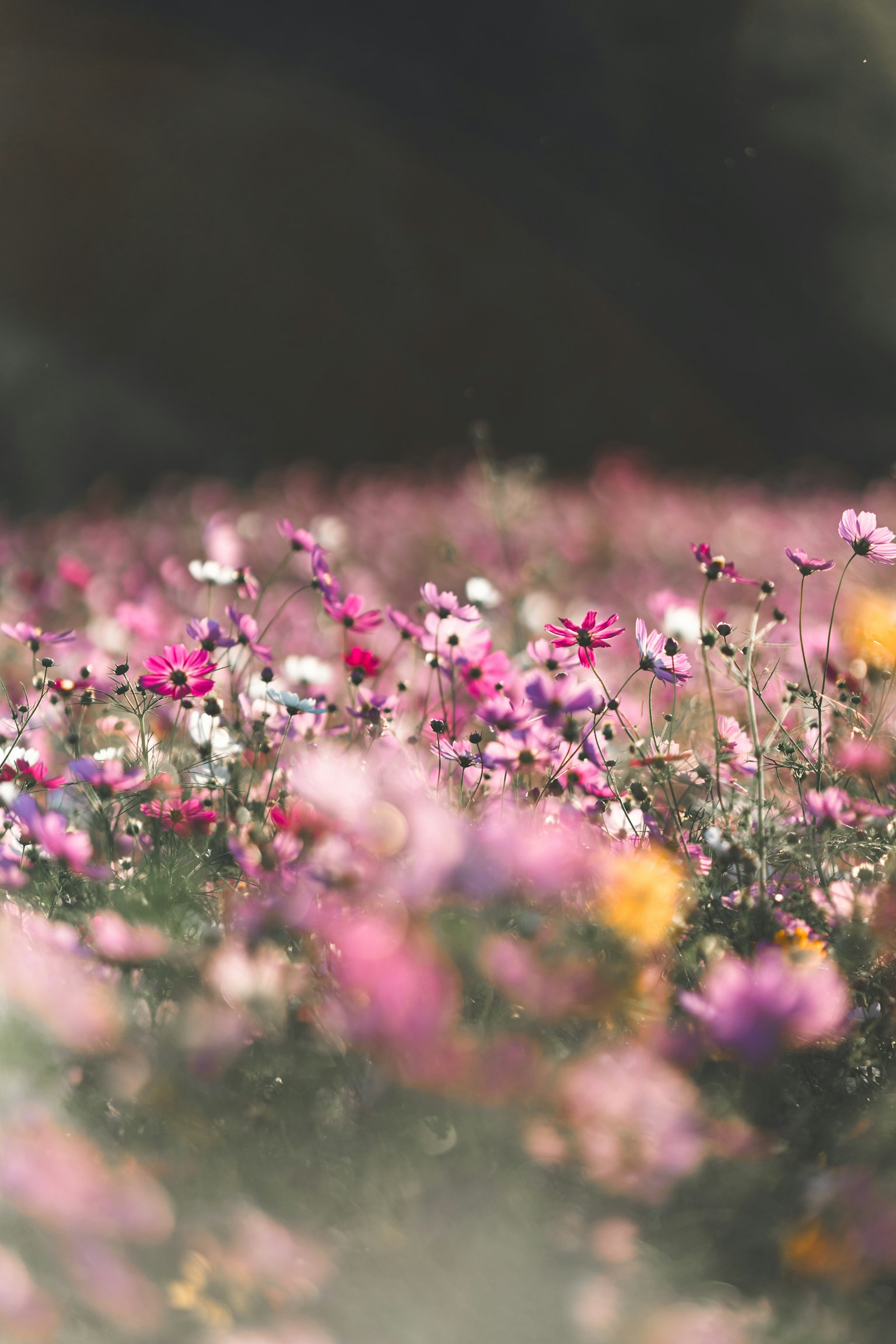 Paysage magnifique avec des fleurs colorées en fleurs