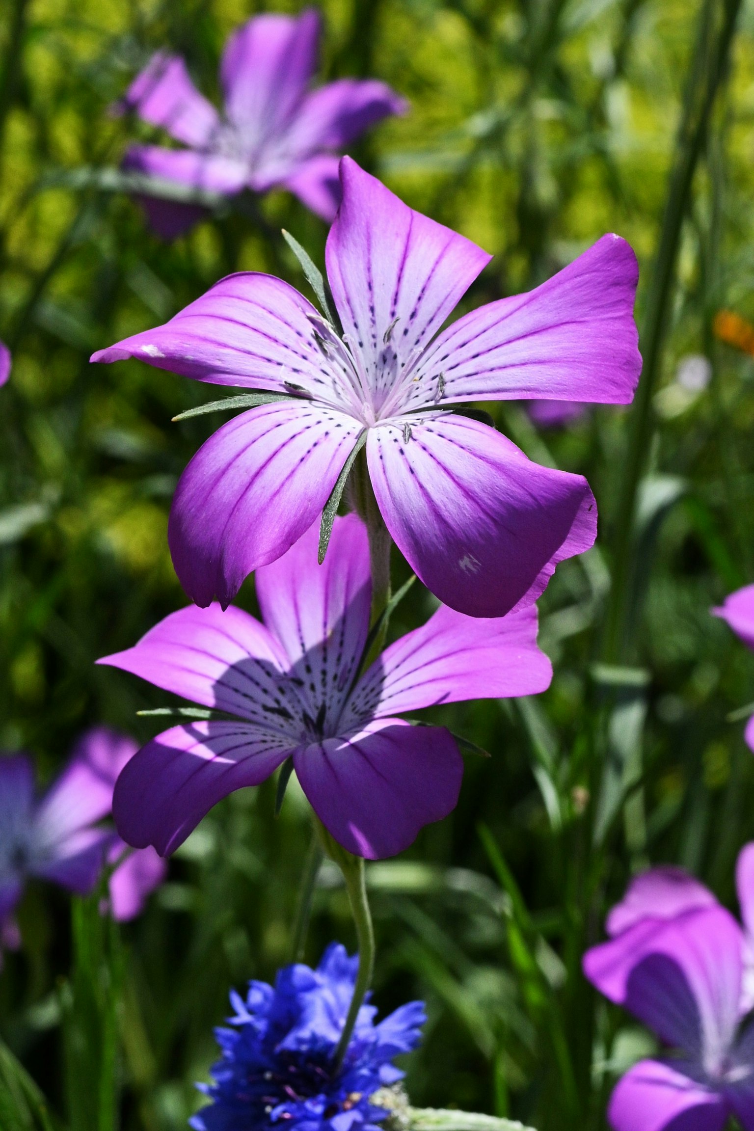 Schöne Landschaft mit lebhaften lila Blumen