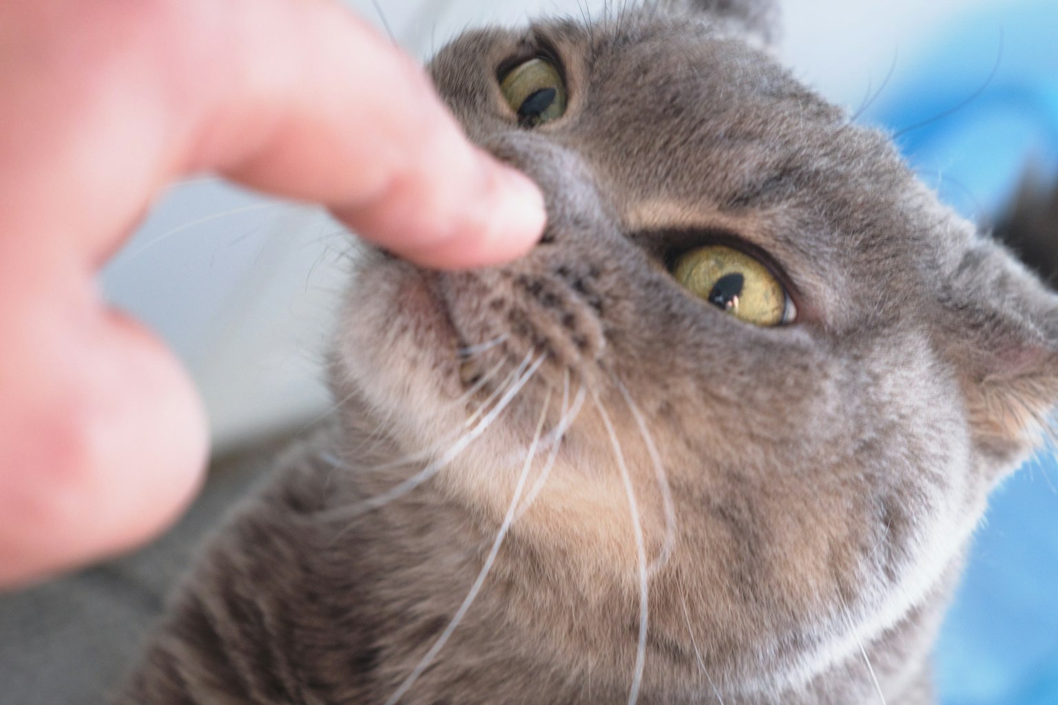 Immagine ravvicinata di un dito che tocca il naso di un gatto