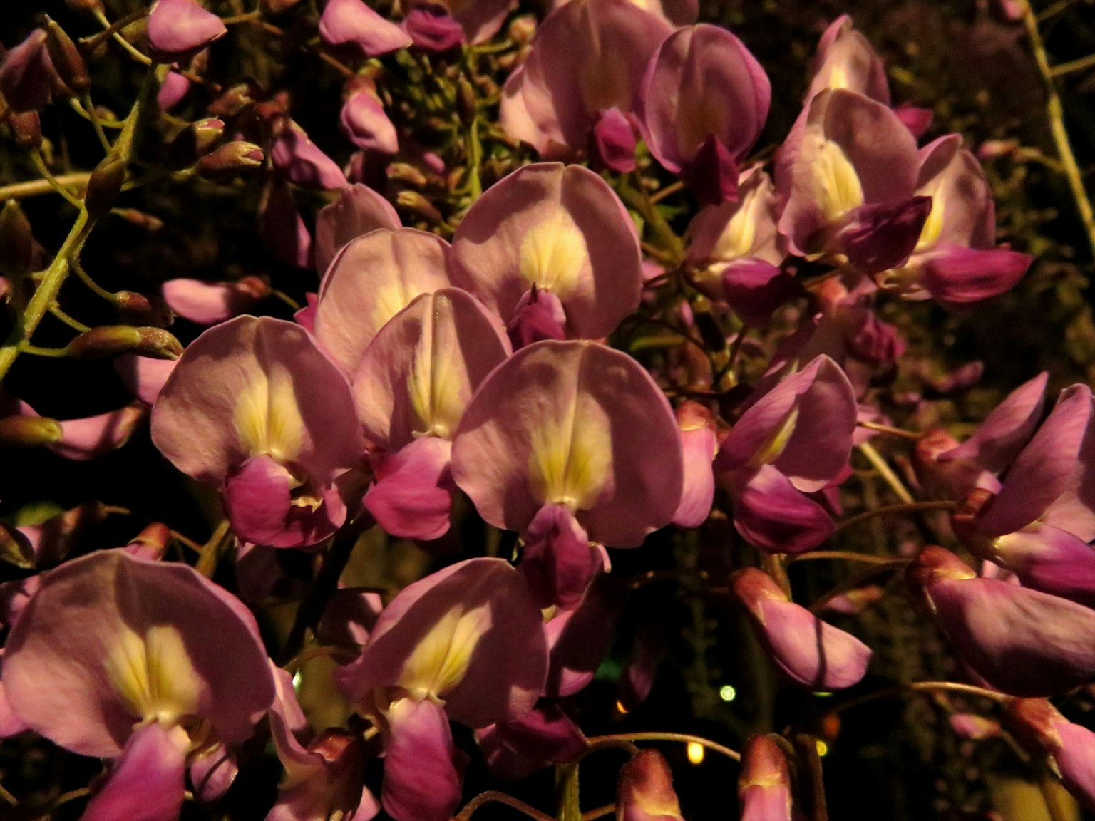 Primo piano di fiori viola che sbocciano su una pianta