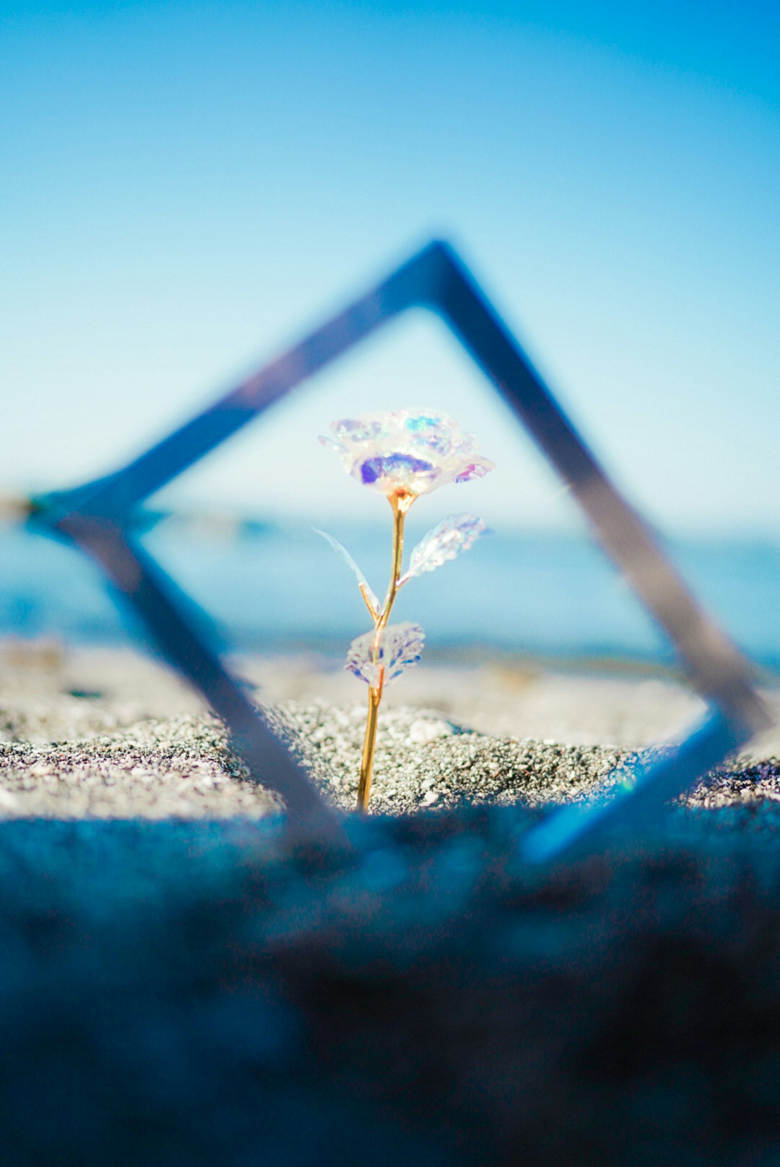 A flower viewed through a geometric frame against a blue sky