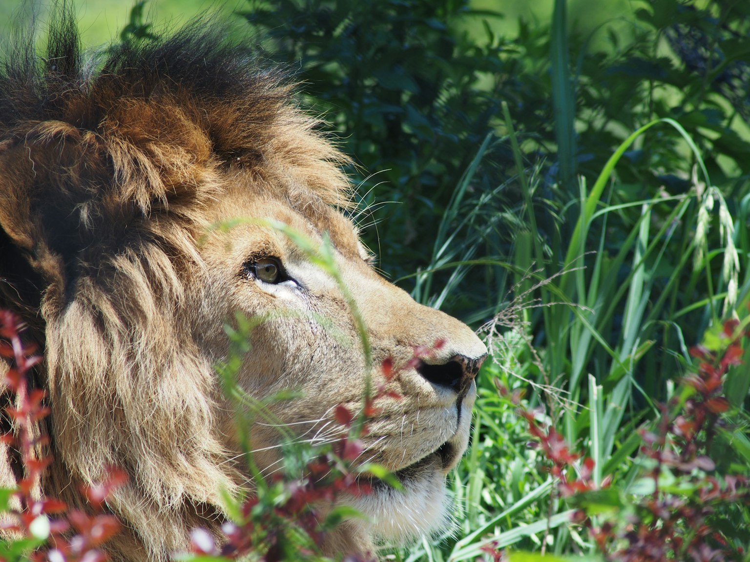 Un león descansando entre la hierba verde y las plantas